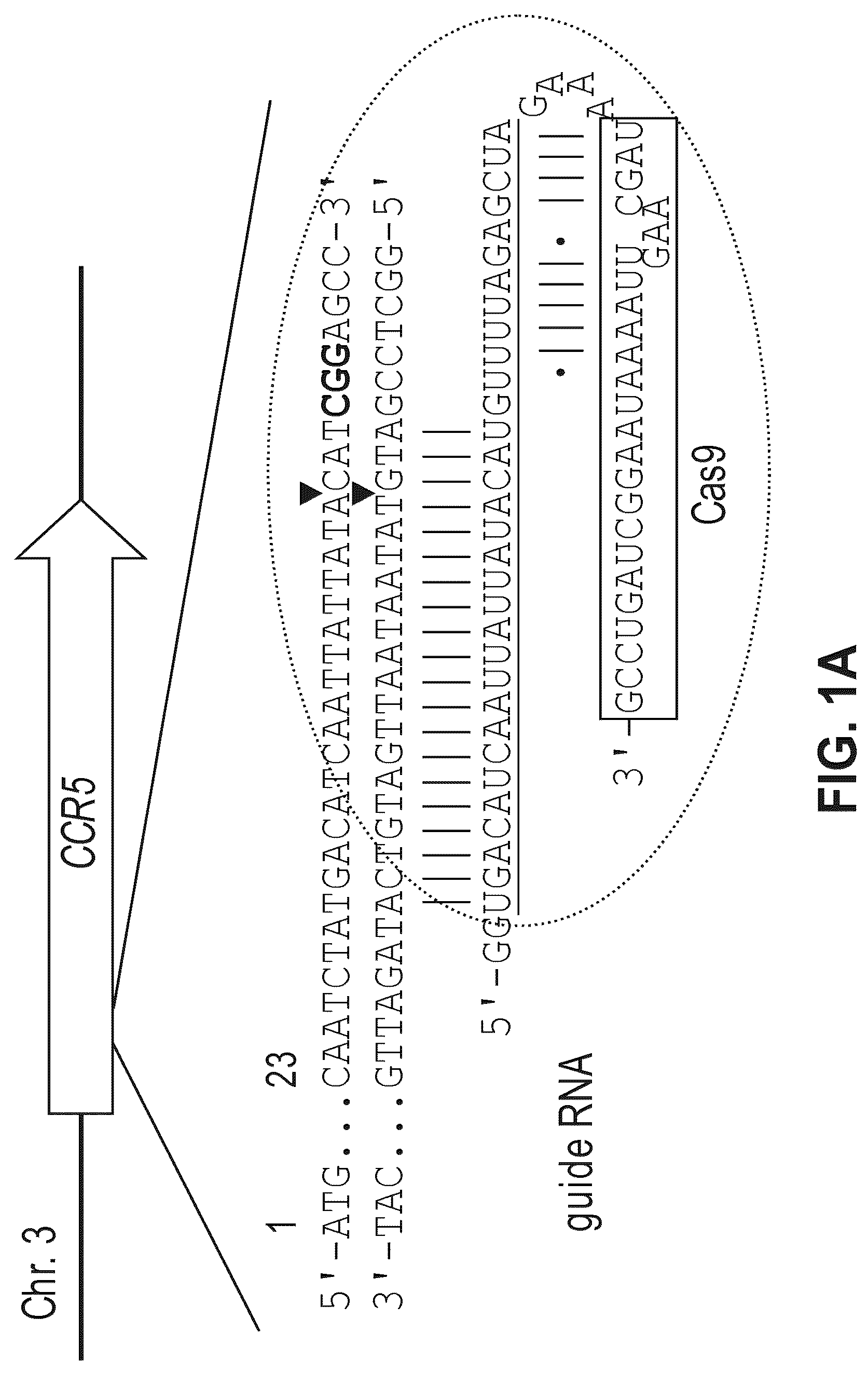 Patent US12612632 Figure 1 – Compositions for inducing modifications of target endogenous nucleic acid sequences in nucleuses of eukaryotic cells