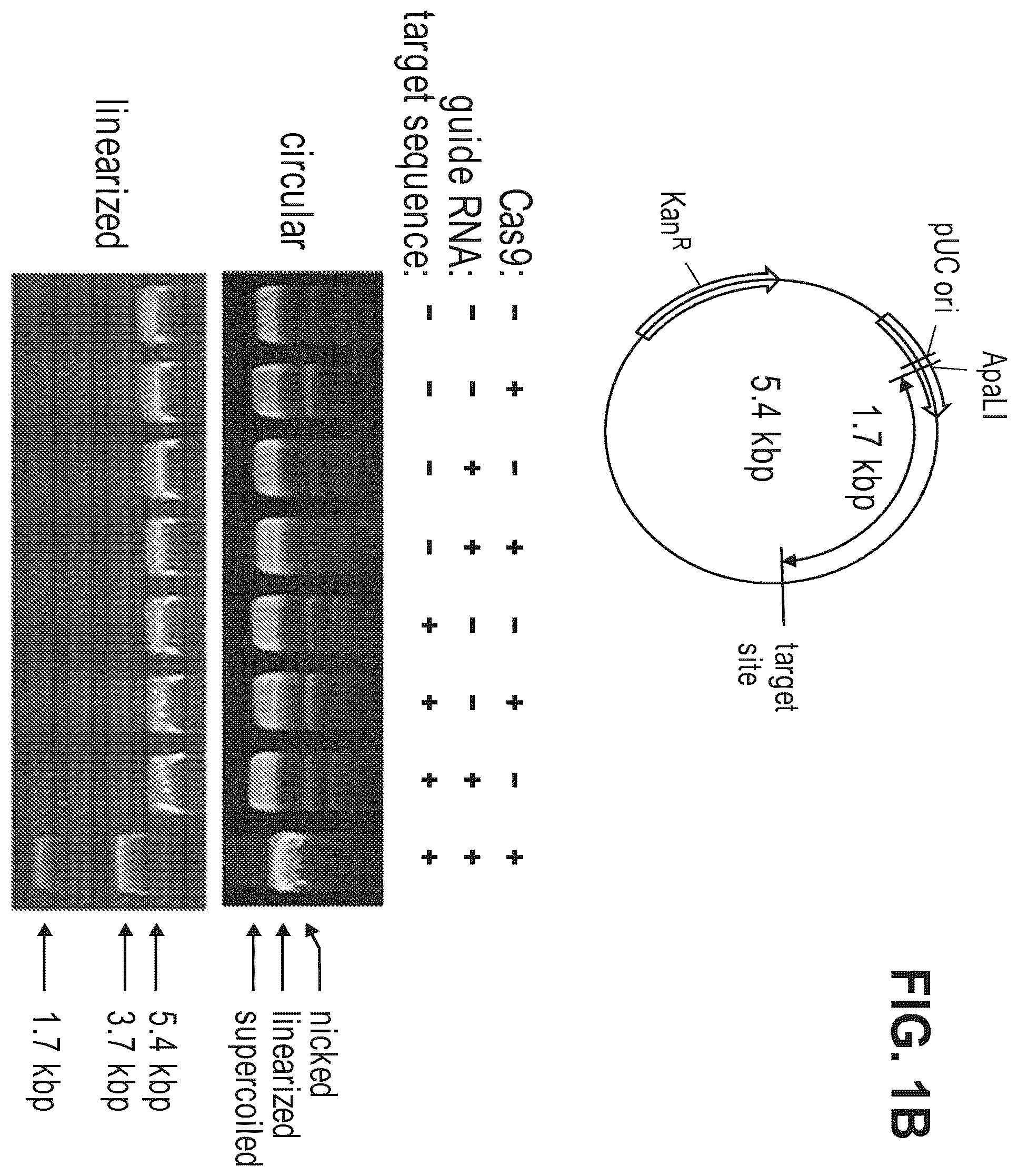 Patent US12612632 Figure 2 – Compositions for inducing modifications of target endogenous nucleic acid sequences in nucleuses of eukaryotic cells