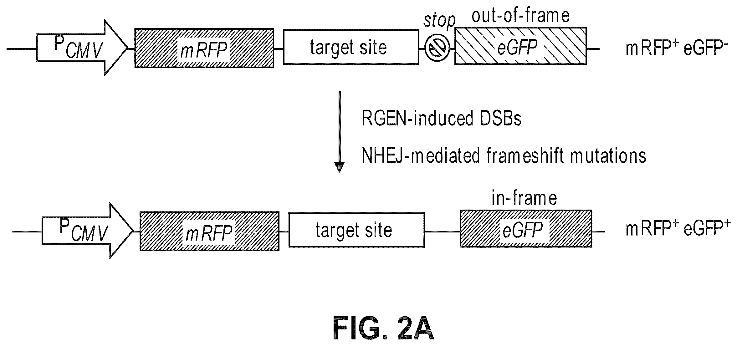 Patent US12612632 Figure 3 – Compositions for inducing modifications of target endogenous nucleic acid sequences in nucleuses of eukaryotic cells