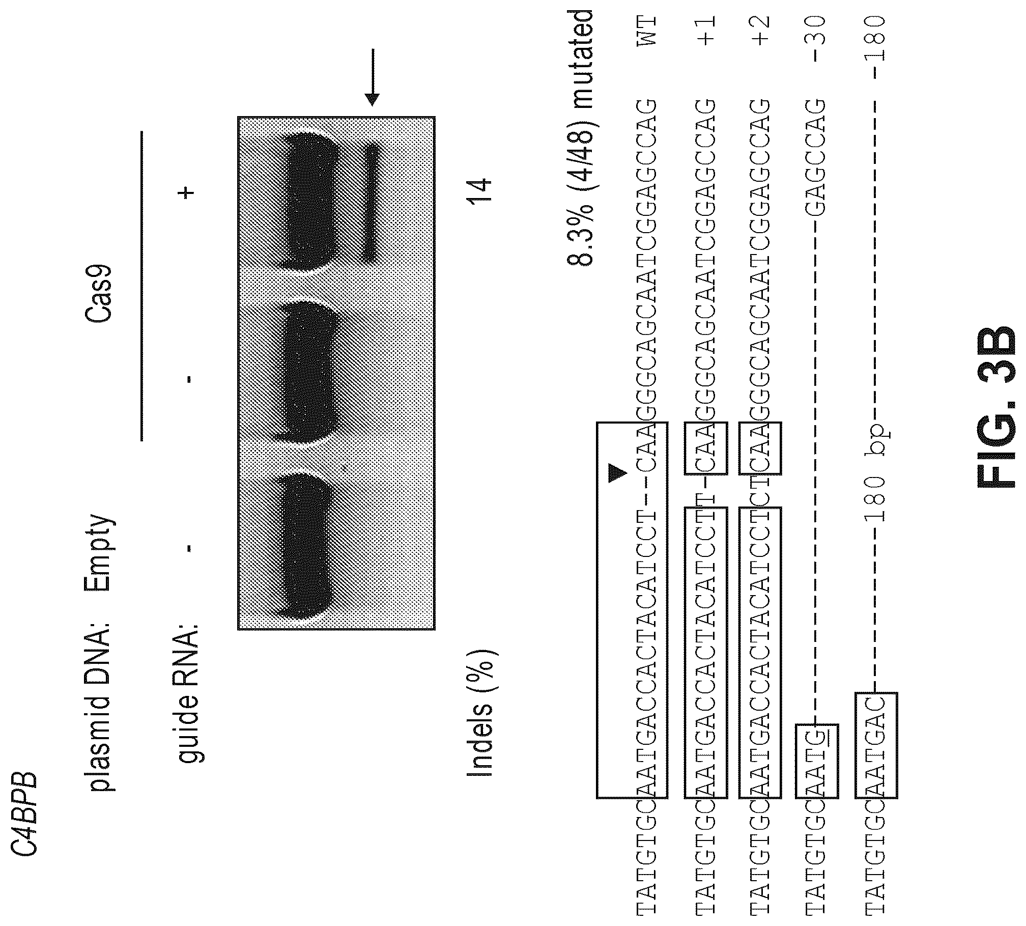 Patent US12612632 Figure 6 – Compositions for inducing modifications of target endogenous nucleic acid sequences in nucleuses of eukaryotic cells