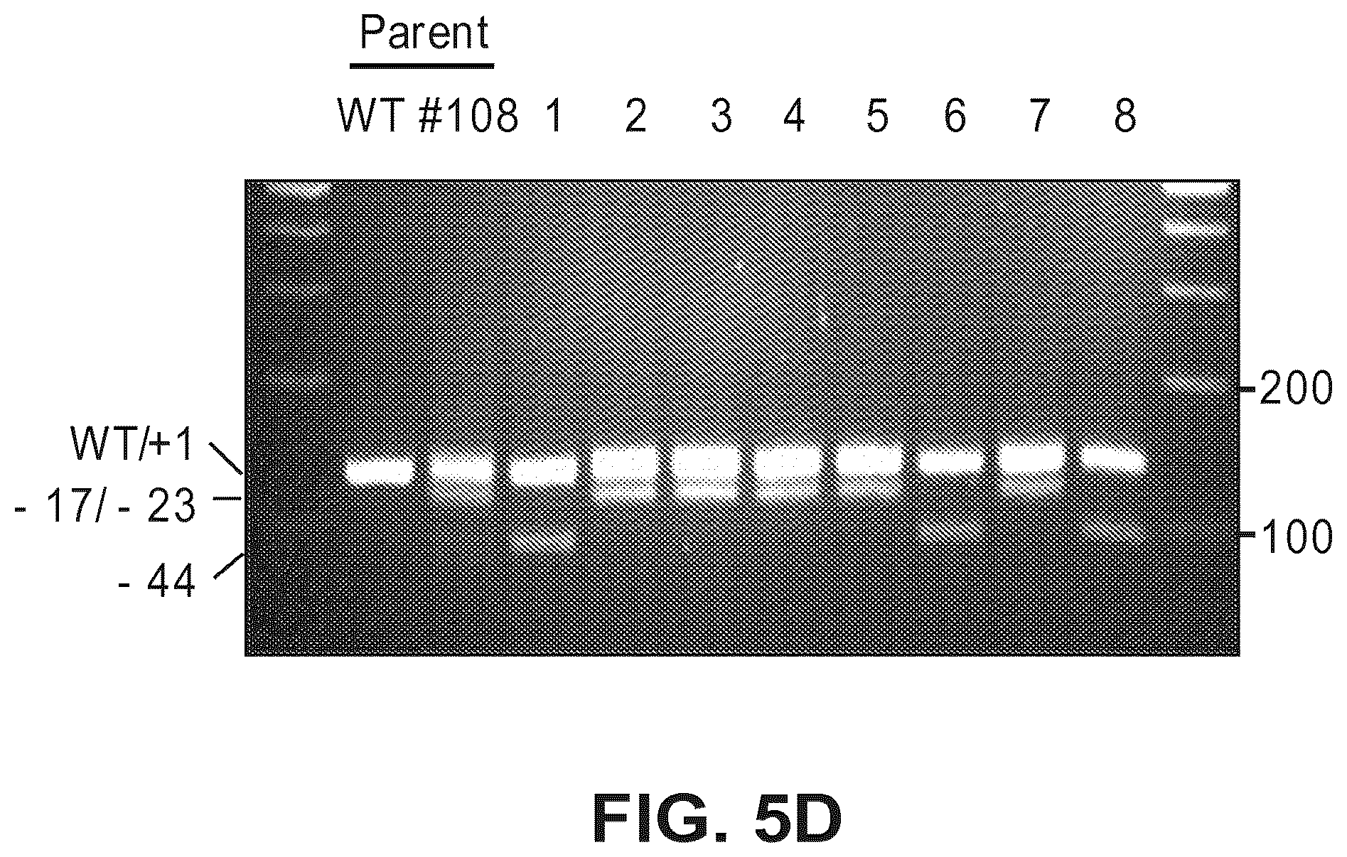Patent US12612632 Figure 11 – Compositions for inducing modifications of target endogenous nucleic acid sequences in nucleuses of eukaryotic cells