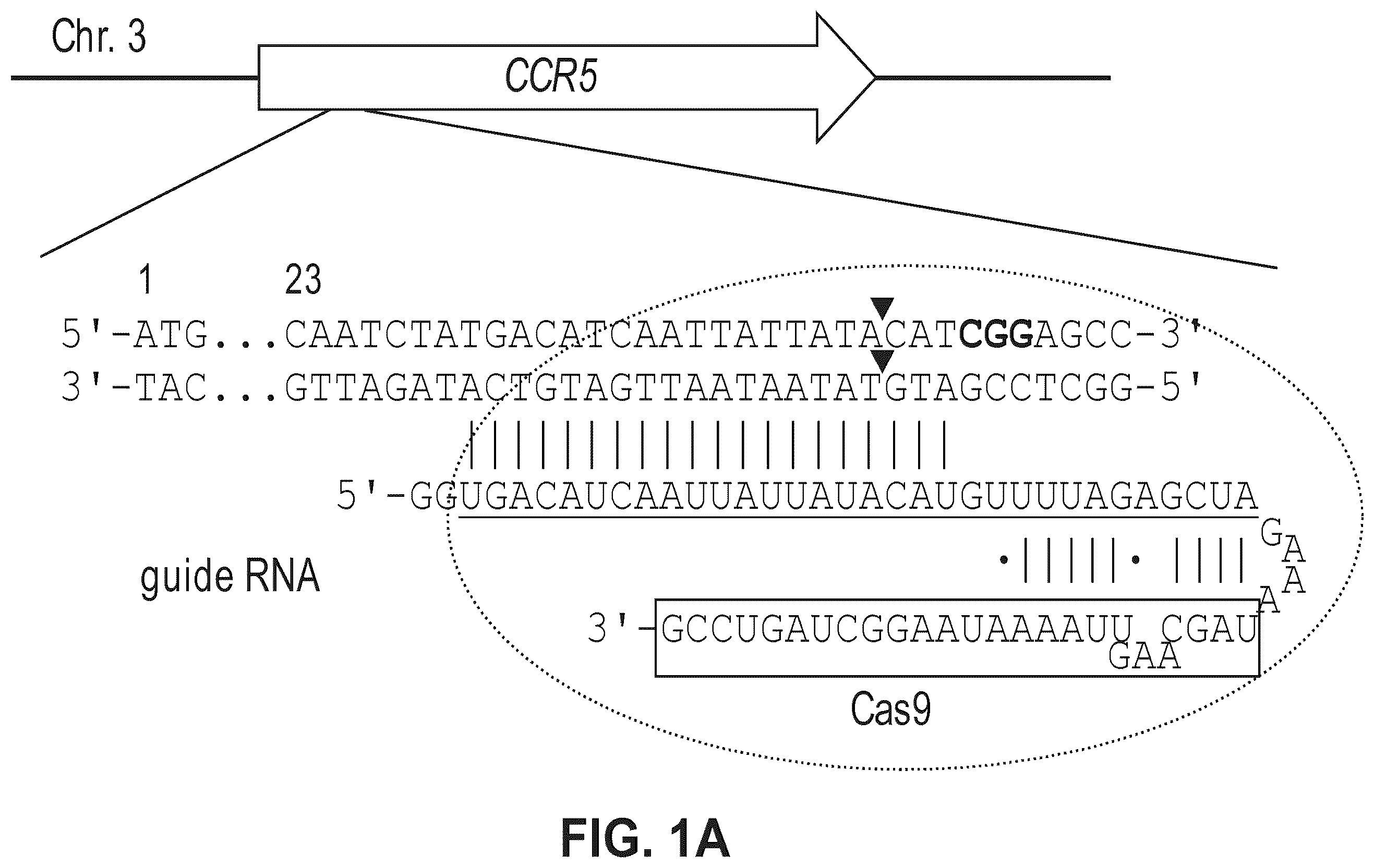 Patent US12612633 Figure 1 – Compositions for inducing modifications of target endogenous nucleic acid sequences in nucleuses of eukaryotic cells