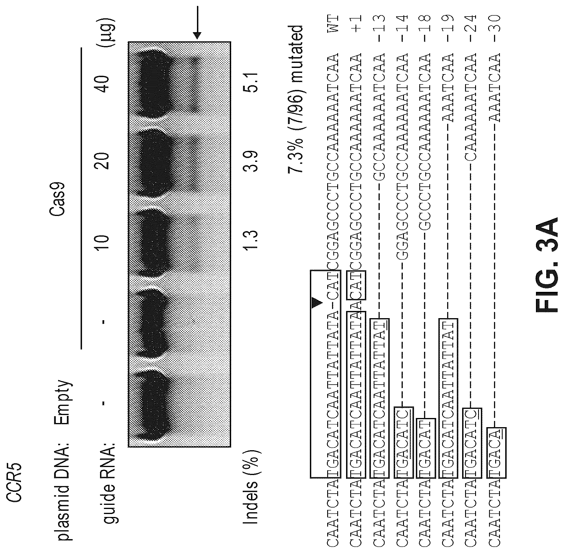 Patent US12612633 Figure 5 – Compositions for inducing modifications of target endogenous nucleic acid sequences in nucleuses of eukaryotic cells