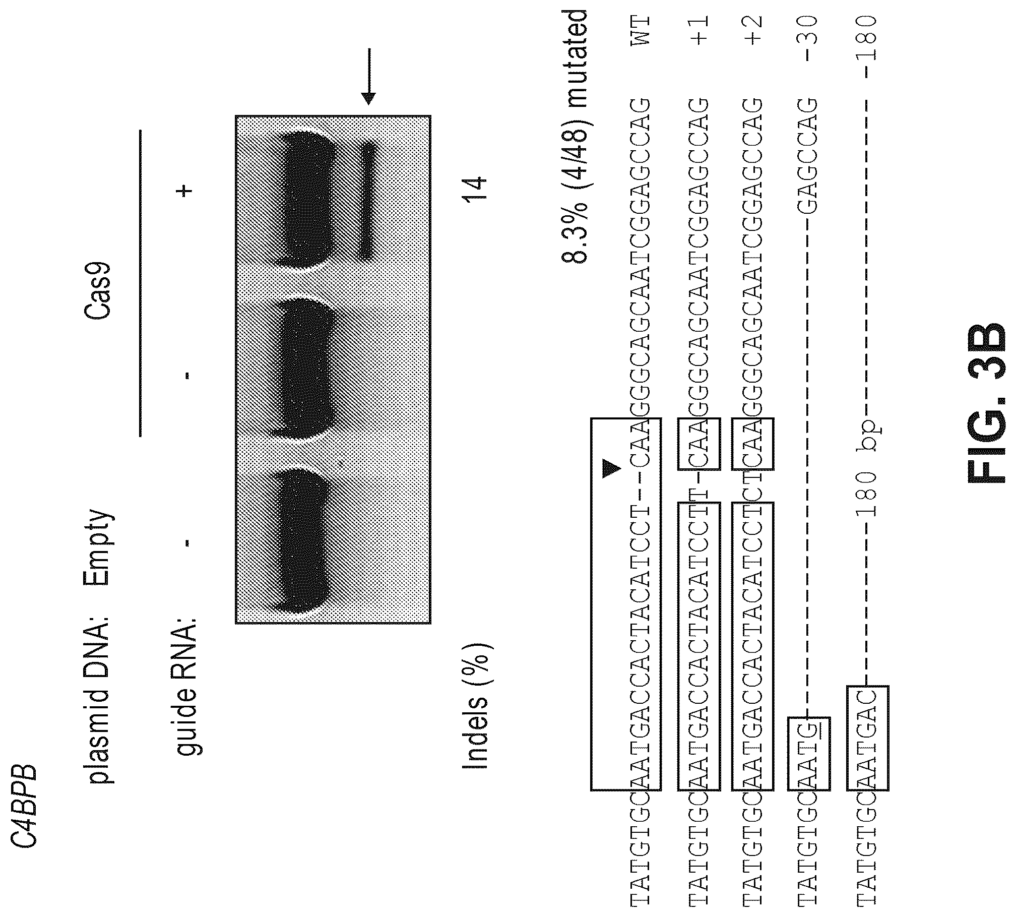 Patent US12612633 Figure 6 – Compositions for inducing modifications of target endogenous nucleic acid sequences in nucleuses of eukaryotic cells