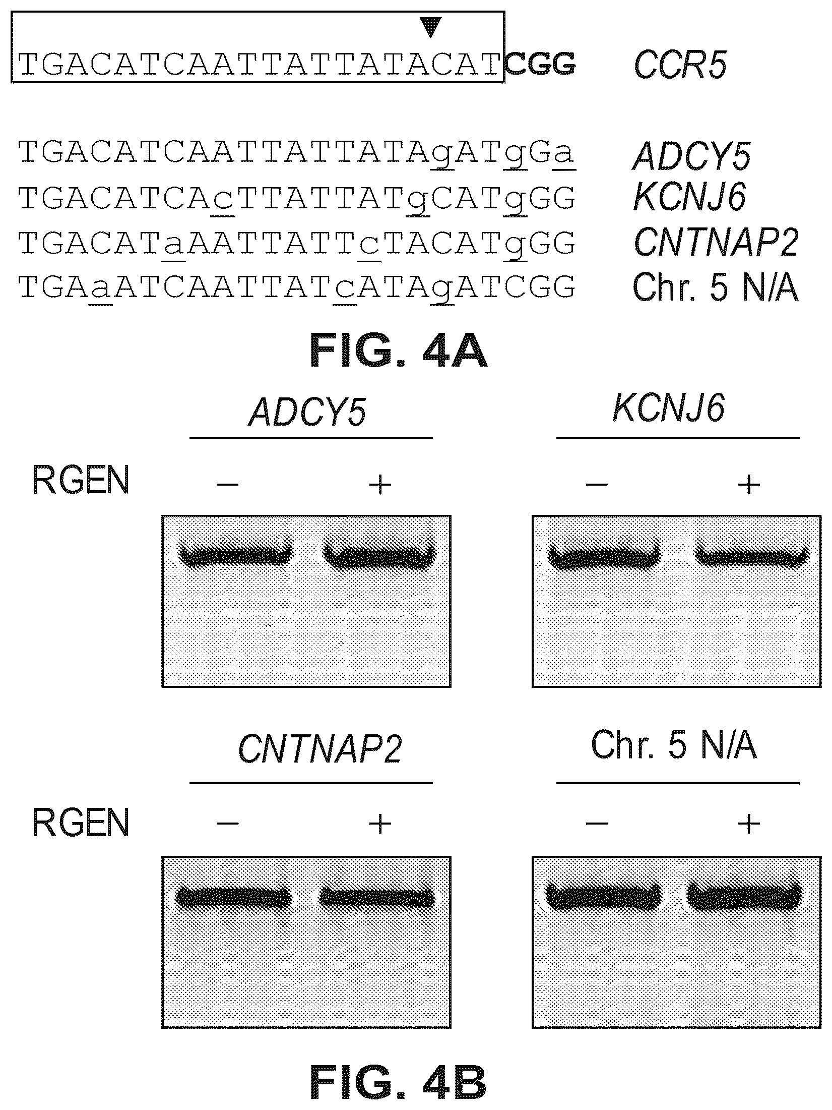 Patent US12612633 Figure 7 – Compositions for inducing modifications of target endogenous nucleic acid sequences in nucleuses of eukaryotic cells