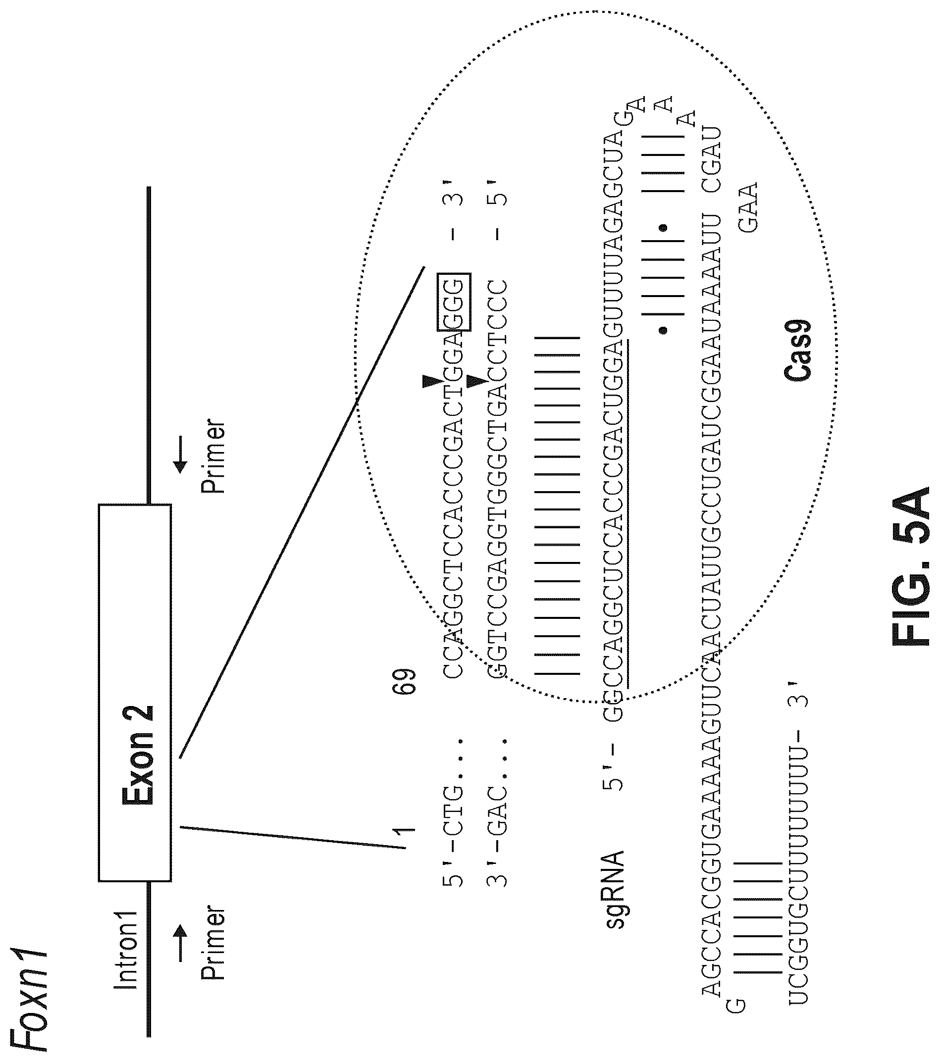 Patent US12612633 Figure 9 – Compositions for inducing modifications of target endogenous nucleic acid sequences in nucleuses of eukaryotic cells