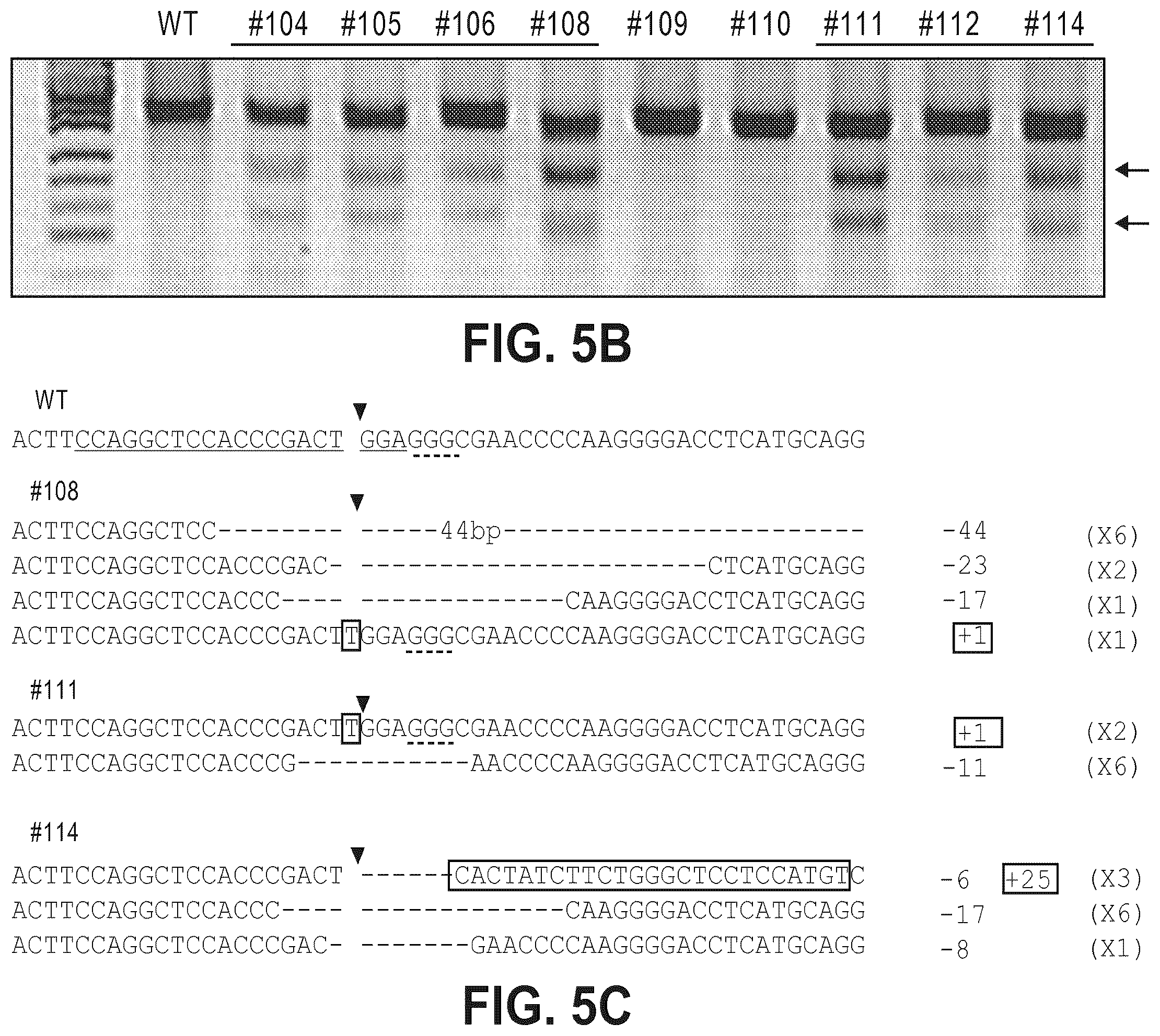 Patent US12612633 Figure 10 – Compositions for inducing modifications of target endogenous nucleic acid sequences in nucleuses of eukaryotic cells
