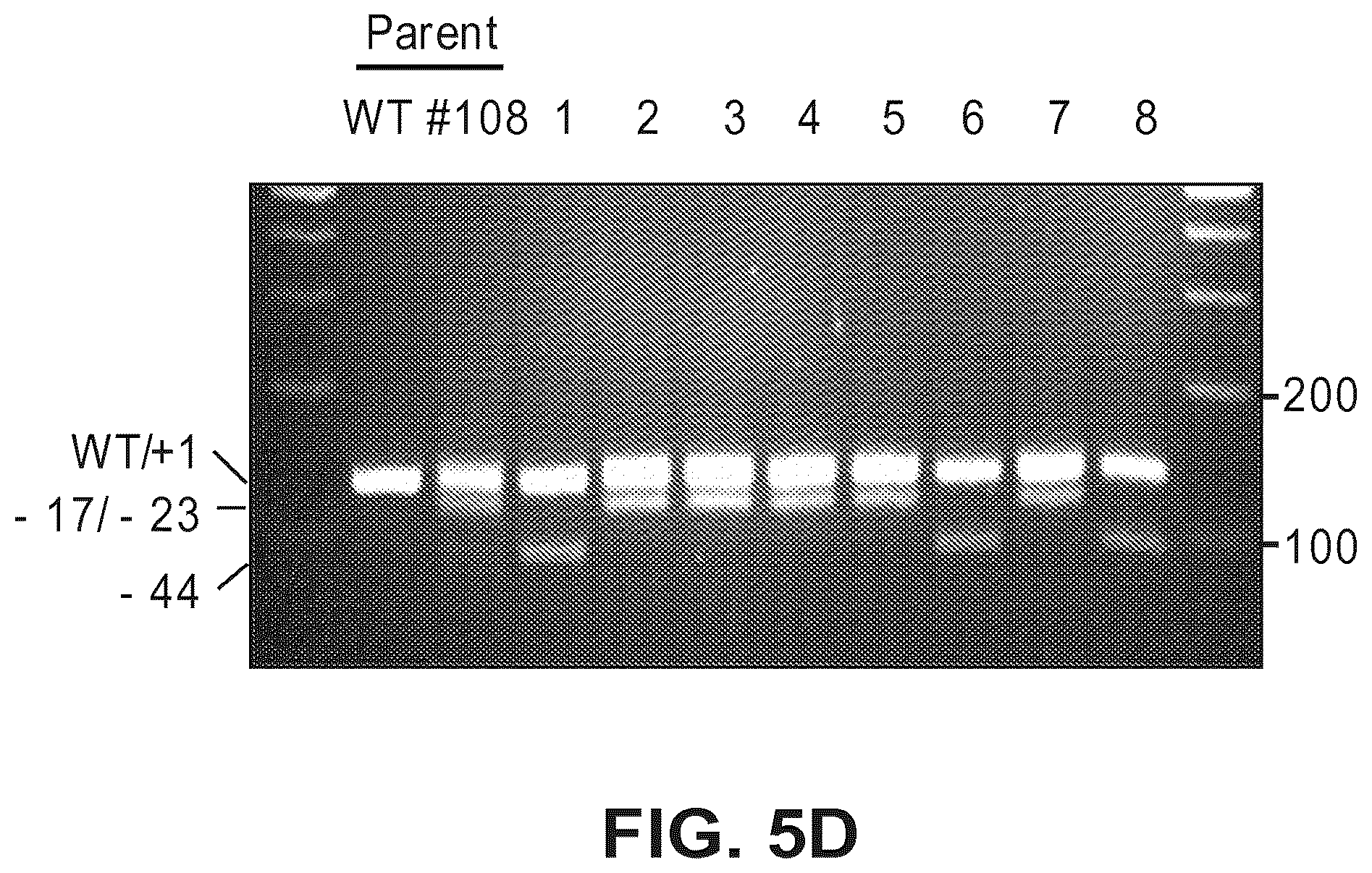 Patent US12612633 Figure 11 – Compositions for inducing modifications of target endogenous nucleic acid sequences in nucleuses of eukaryotic cells