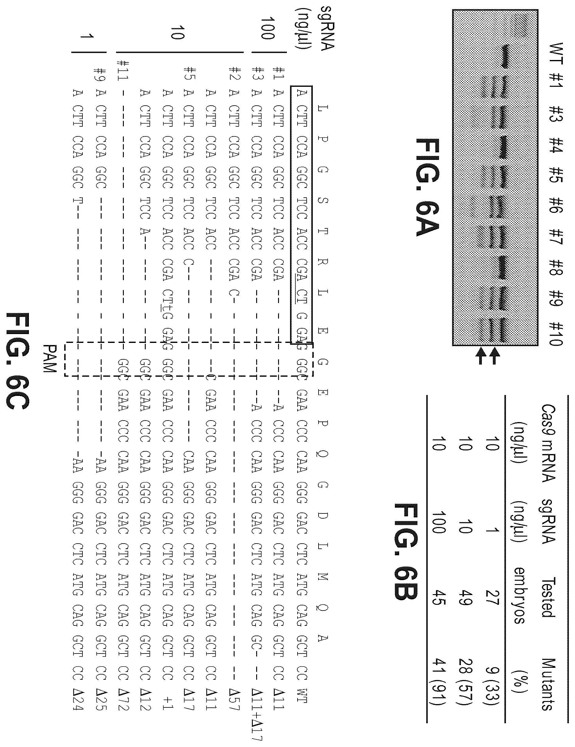 Patent US12612633 Figure 12 – Compositions for inducing modifications of target endogenous nucleic acid sequences in nucleuses of eukaryotic cells