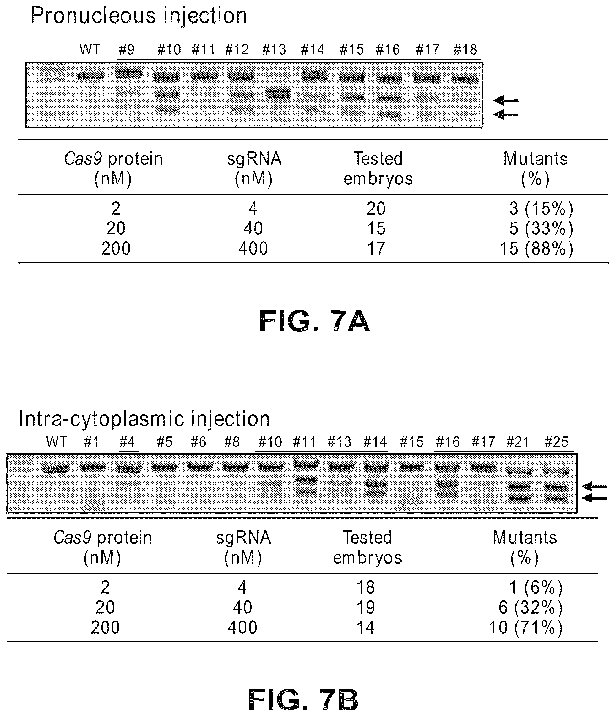 Patent US12612633 Figure 13 – Compositions for inducing modifications of target endogenous nucleic acid sequences in nucleuses of eukaryotic cells