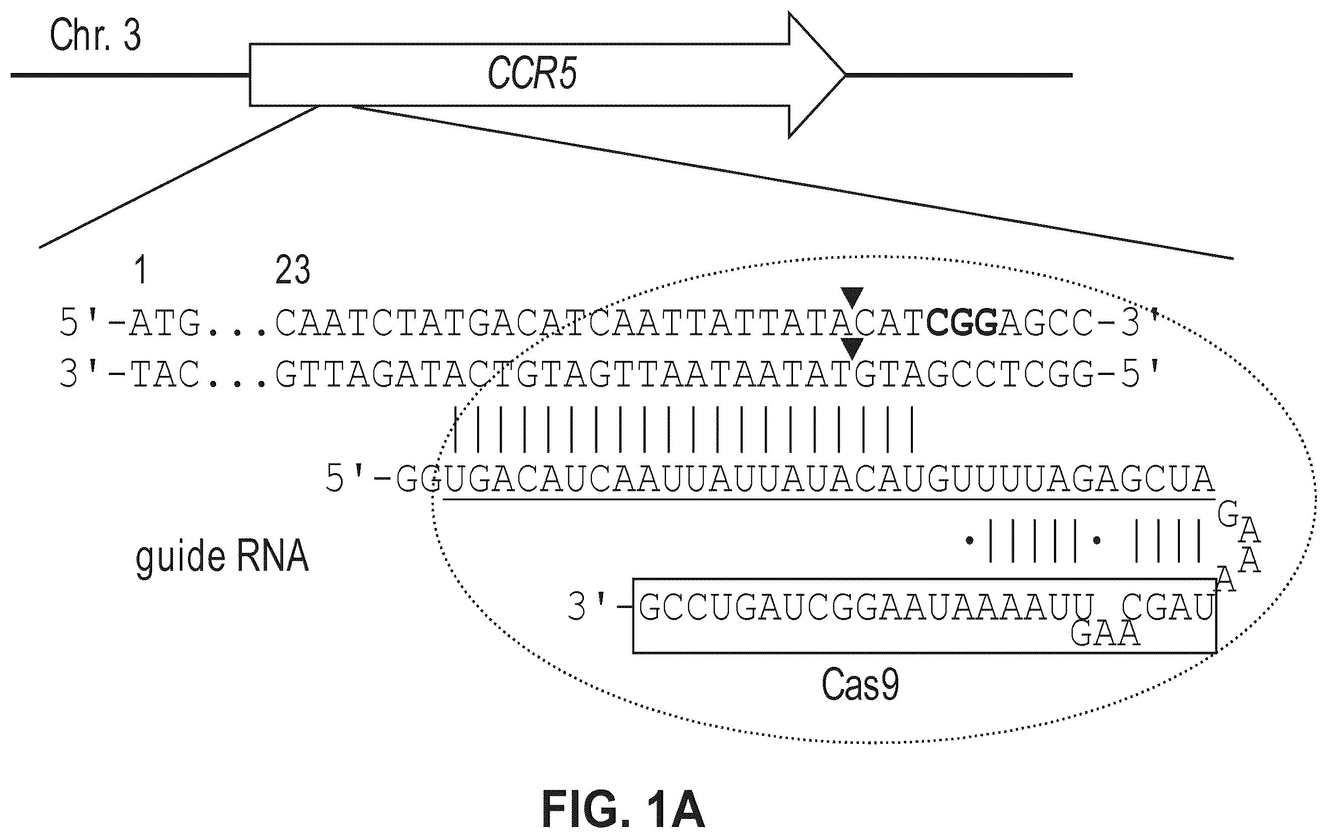 Patent US12612634 — Compositions for inducing modifications of target endogenous nucleic acid sequences in nucleuses of eukaryotic cells — Figure 1