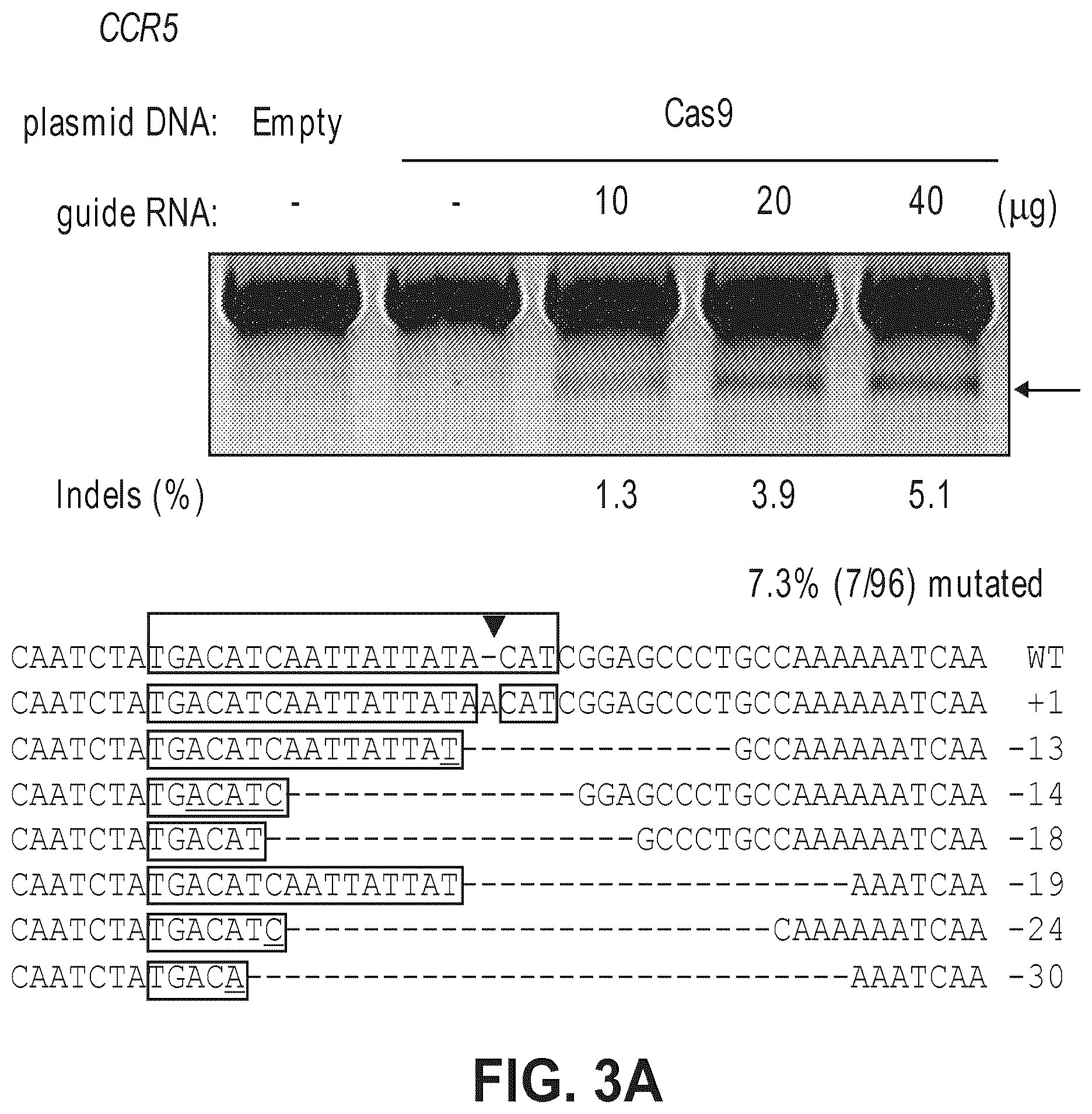 Patent US12612634 Figure 5 – Compositions for inducing modifications of target endogenous nucleic acid sequences in nucleuses of eukaryotic cells
