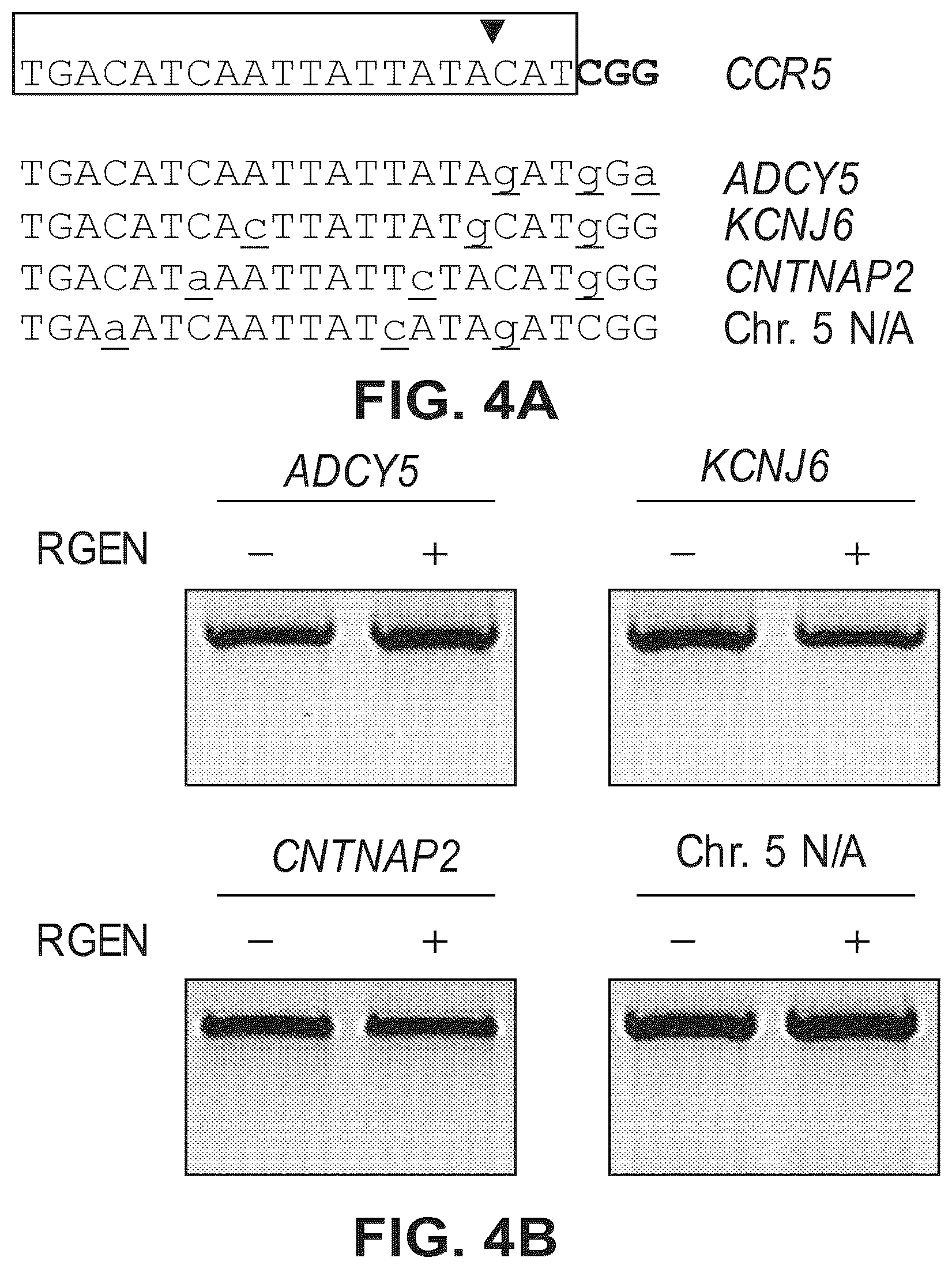 Patent US12612634 Figure 7 – Compositions for inducing modifications of target endogenous nucleic acid sequences in nucleuses of eukaryotic cells