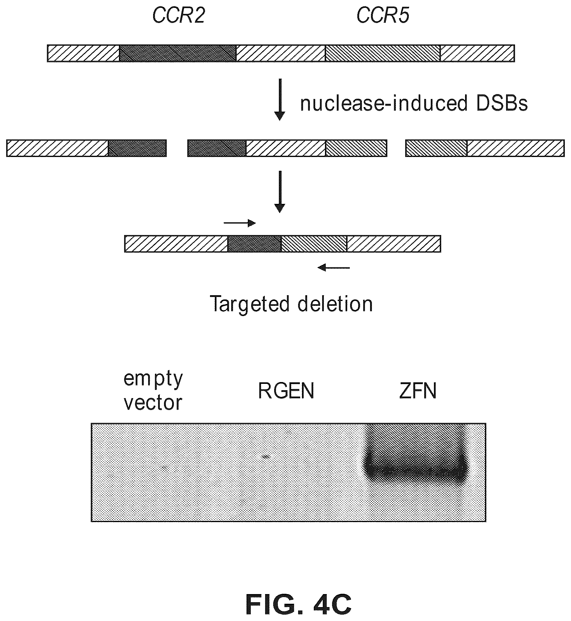 Patent US12612634 Figure 8 – Compositions for inducing modifications of target endogenous nucleic acid sequences in nucleuses of eukaryotic cells
