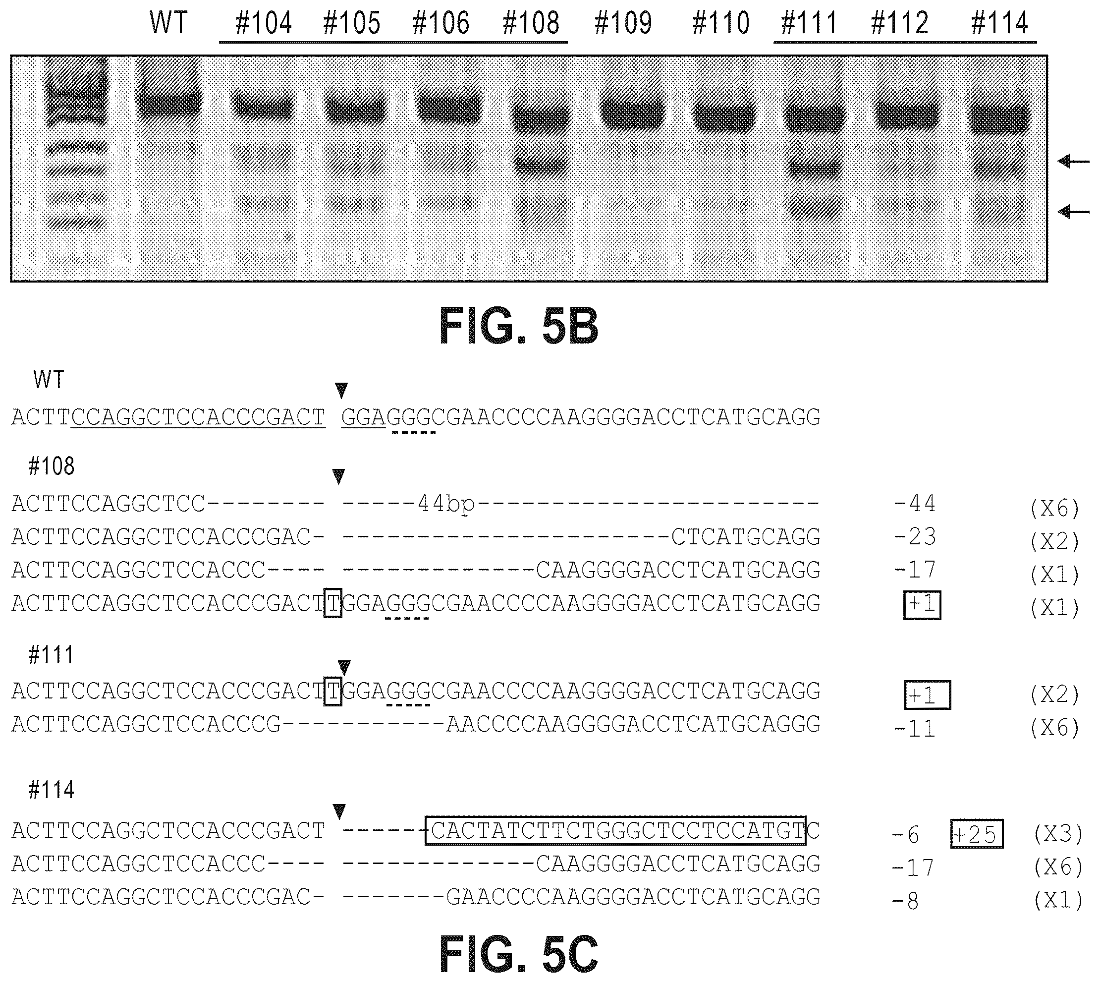 Patent US12612634 Figure 10 – Compositions for inducing modifications of target endogenous nucleic acid sequences in nucleuses of eukaryotic cells