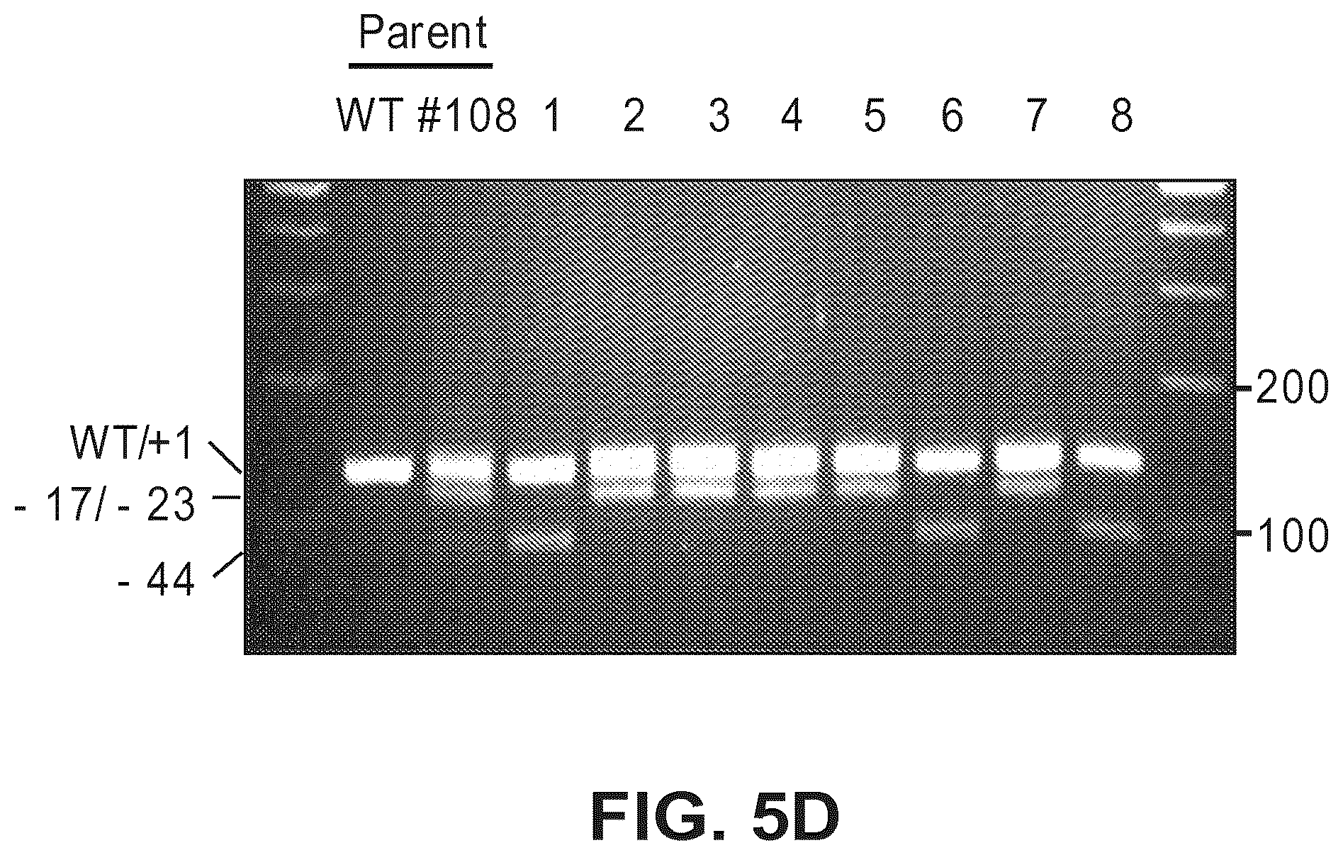 Patent US12612634 Figure 11 – Compositions for inducing modifications of target endogenous nucleic acid sequences in nucleuses of eukaryotic cells