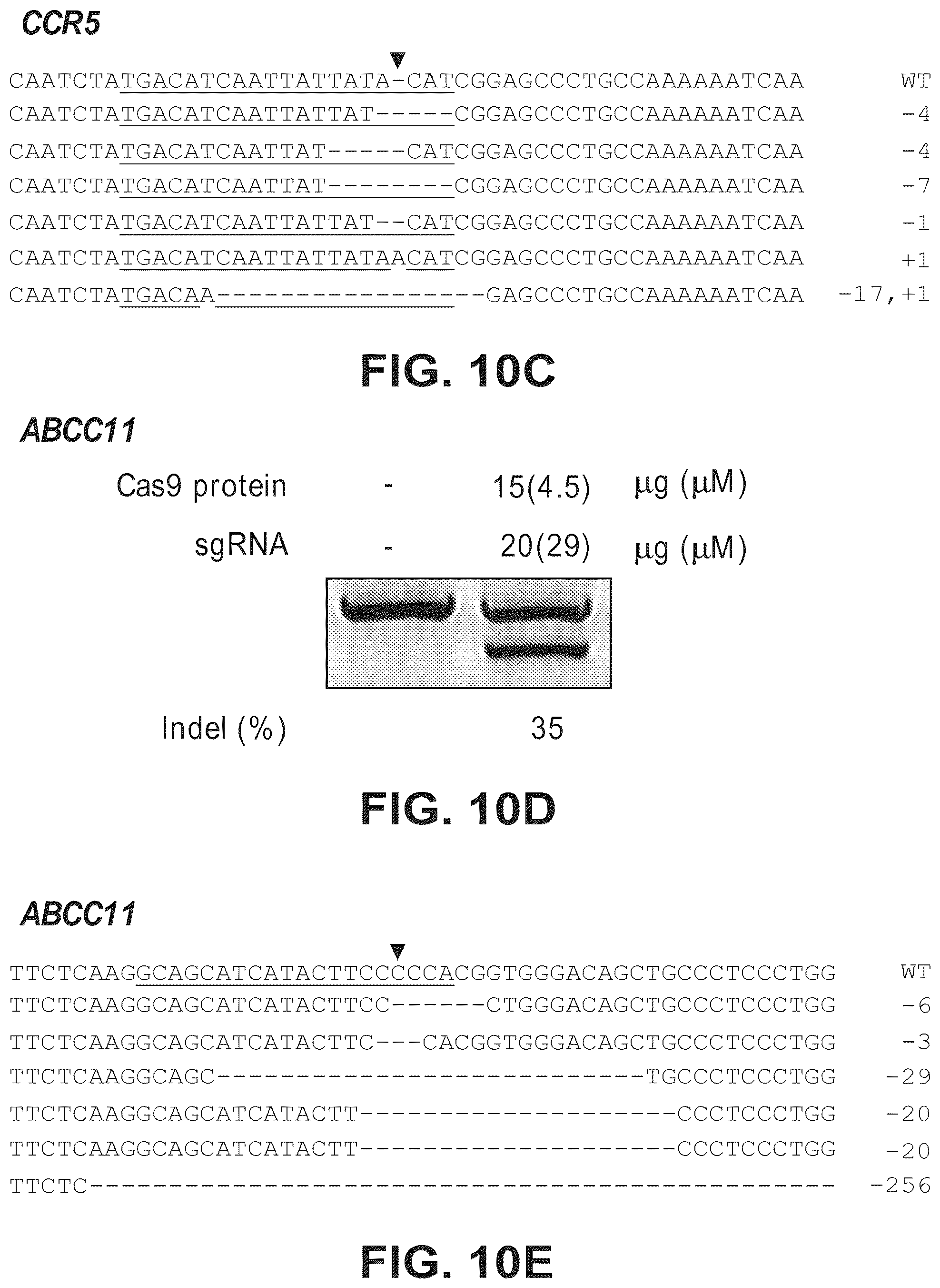 Patent US12612634 Figure 19 – Compositions for inducing modifications of target endogenous nucleic acid sequences in nucleuses of eukaryotic cells