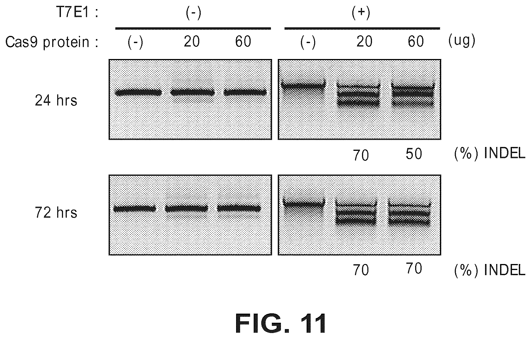 Patent US12612634 Figure 20 – Compositions for inducing modifications of target endogenous nucleic acid sequences in nucleuses of eukaryotic cells
