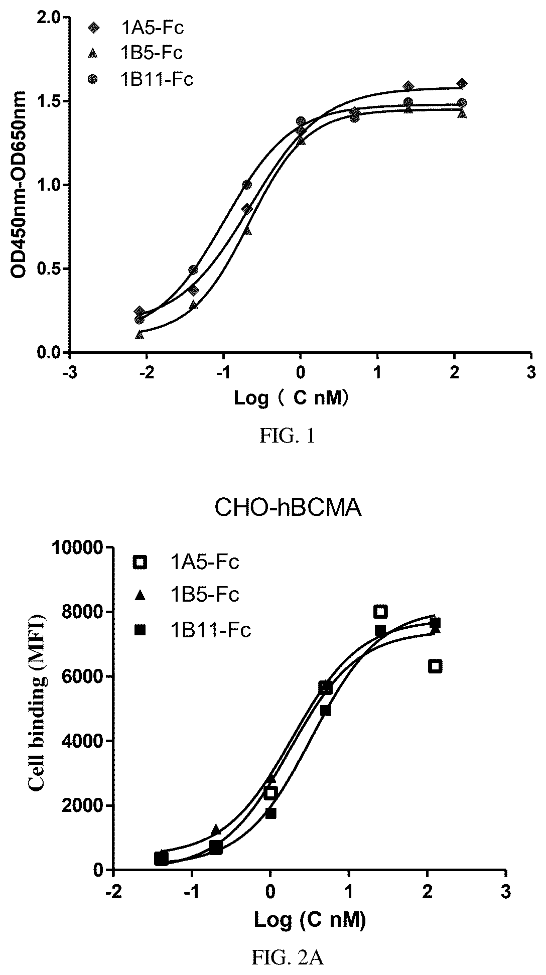 Patent US12612635 Figure 1 – BCMA-binding single variable structural domain and antigen-binding molecule