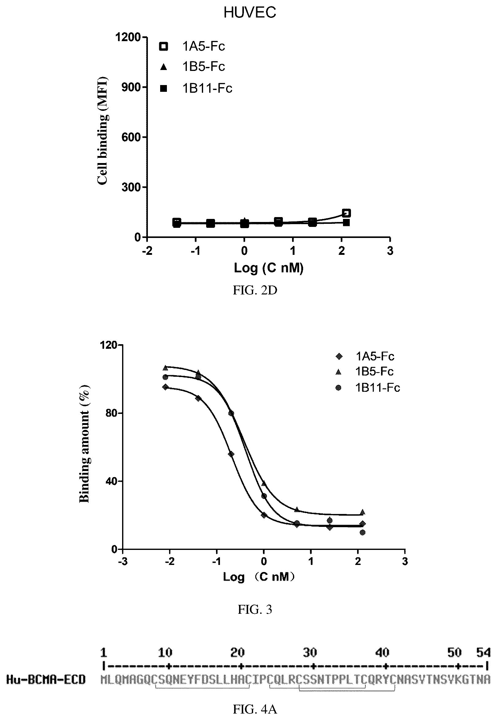 Patent US12612635 Figure 3 – BCMA-binding single variable structural domain and antigen-binding molecule