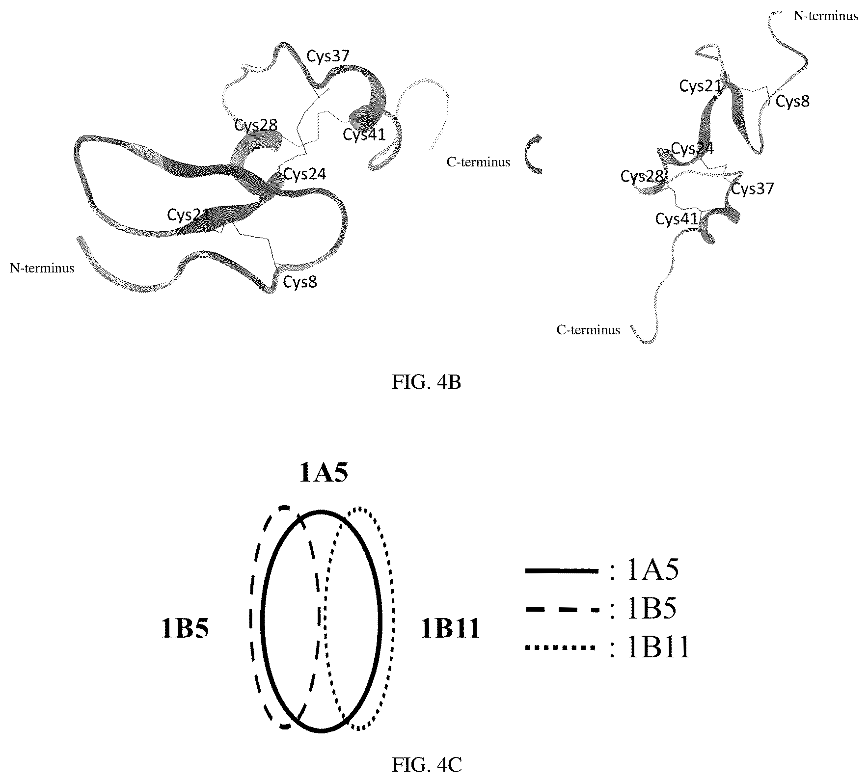 Patent US12612635 Figure 4 – BCMA-binding single variable structural domain and antigen-binding molecule