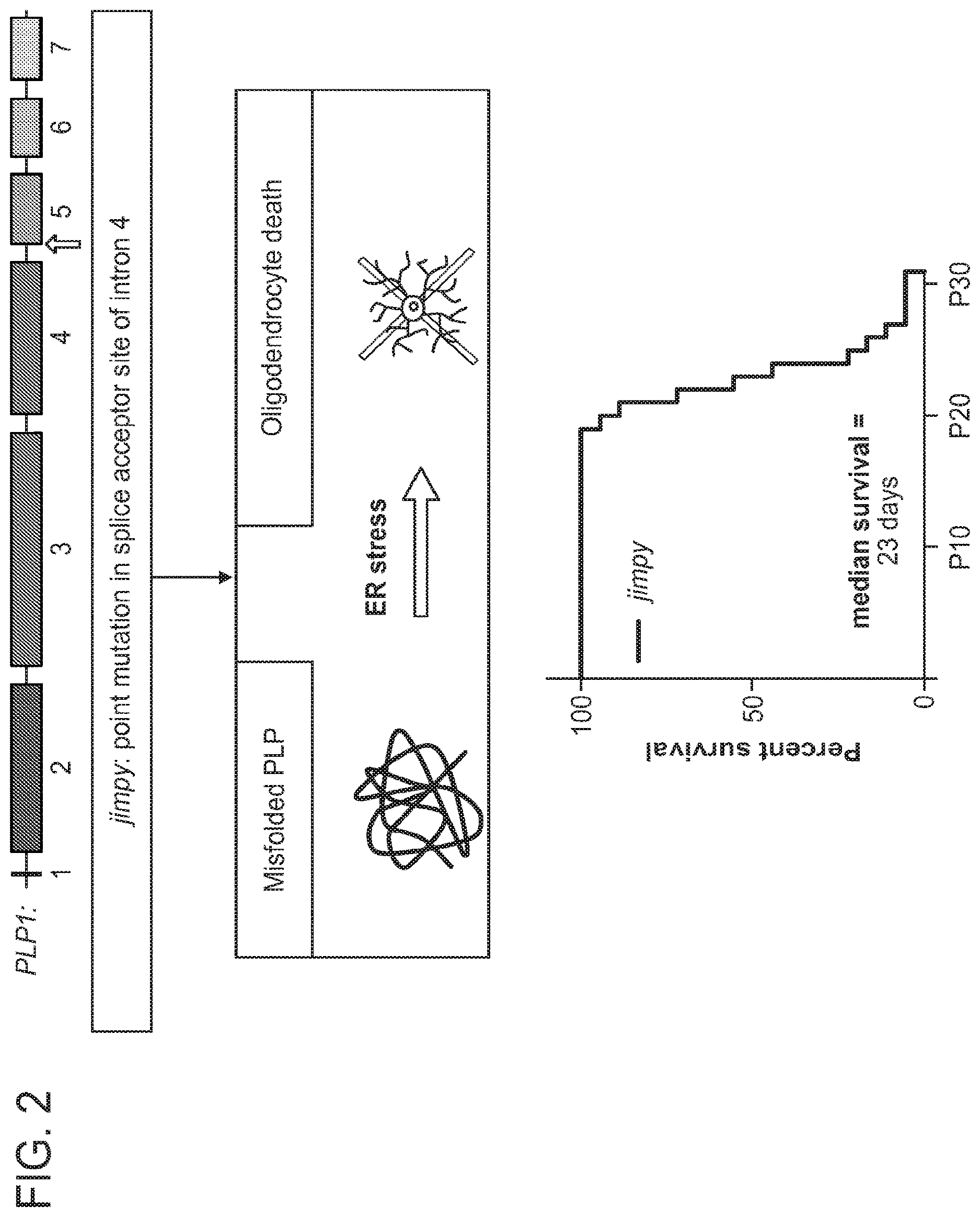 Patent US12612636 Figure 2 – Methods and compositions for enhancing functional myelin production