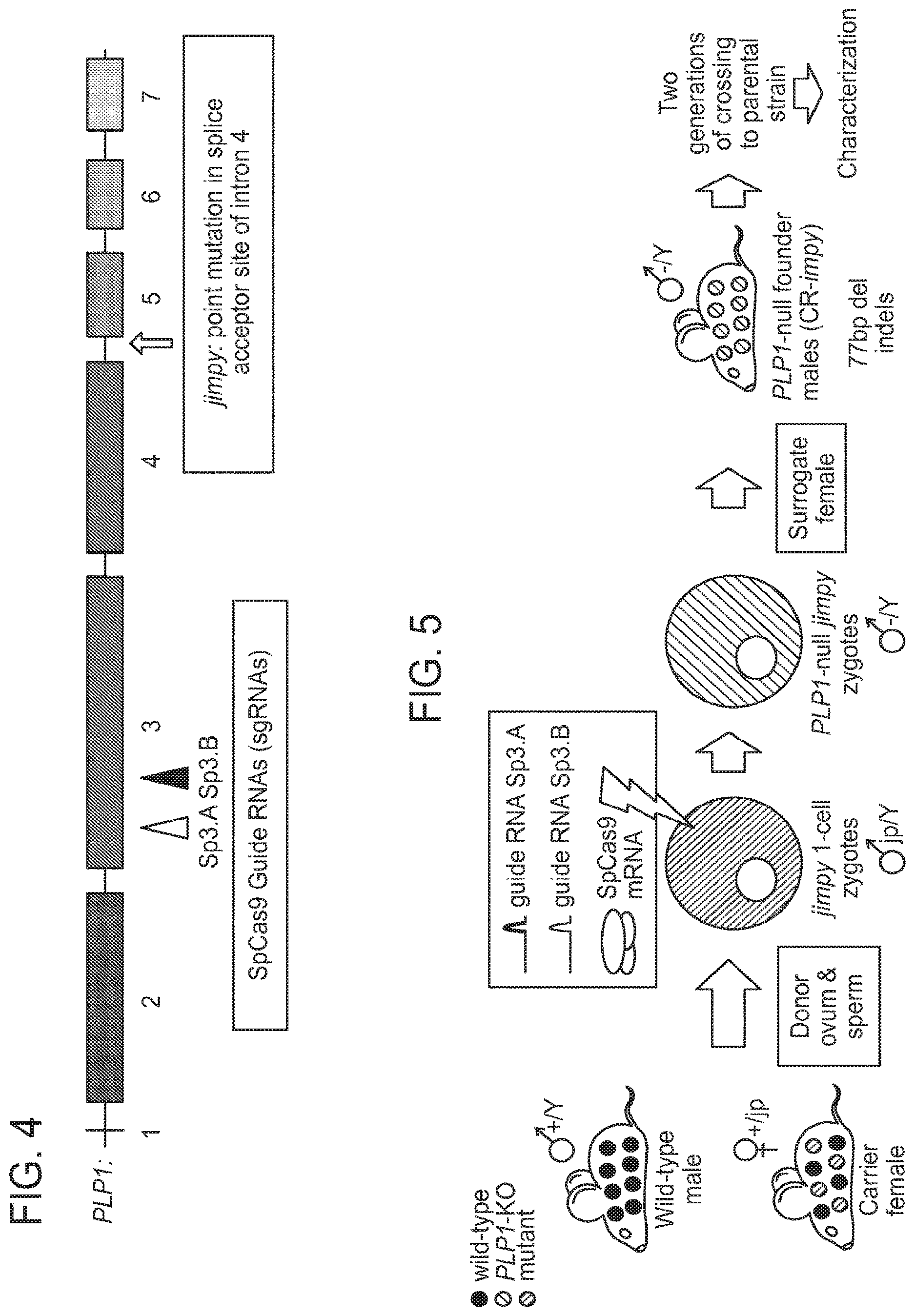 Patent US12612636 Figure 4 – Methods and compositions for enhancing functional myelin production