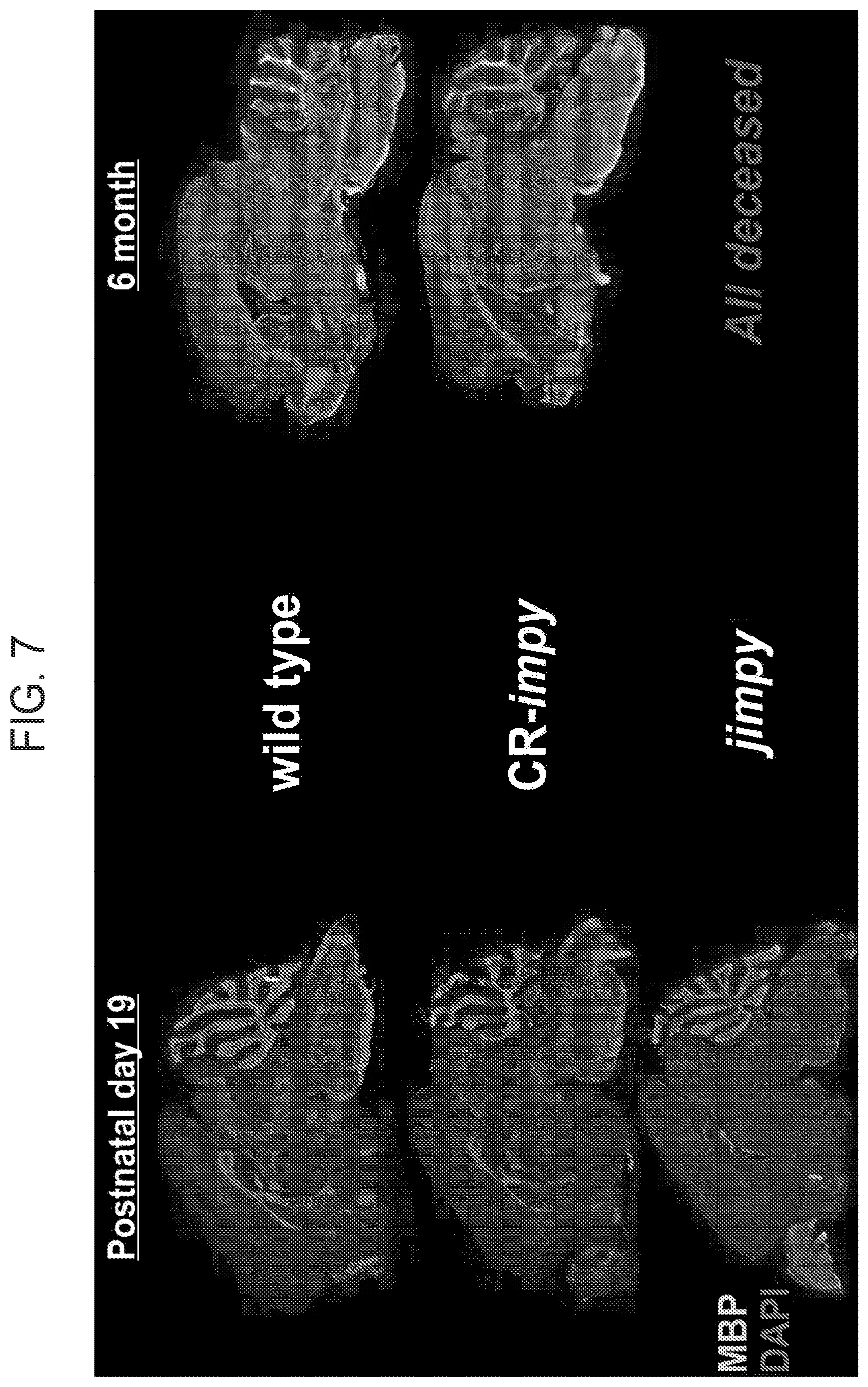 Patent US12612636 Figure 6 – Methods and compositions for enhancing functional myelin production