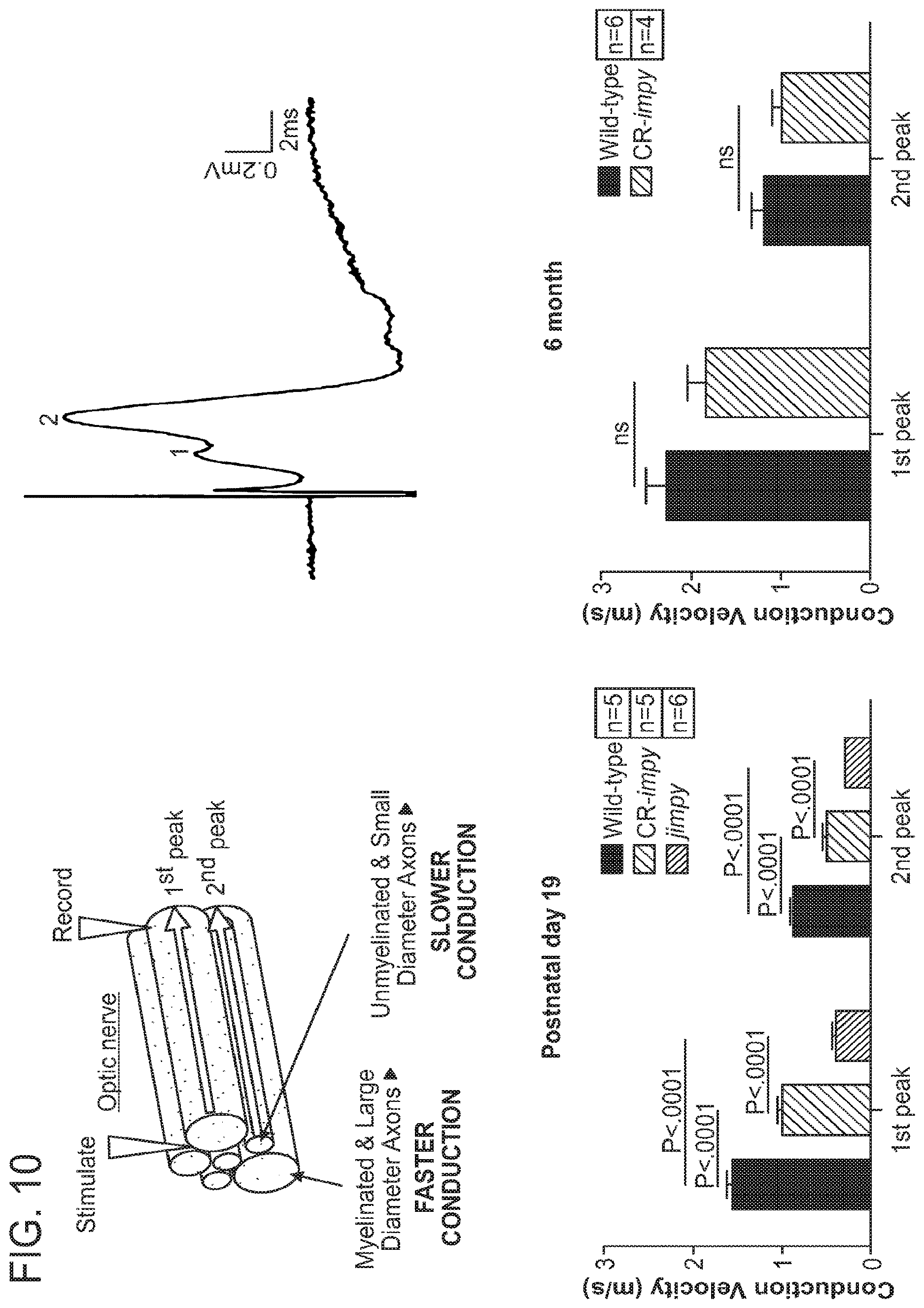 Patent US12612636 Figure 9 – Methods and compositions for enhancing functional myelin production