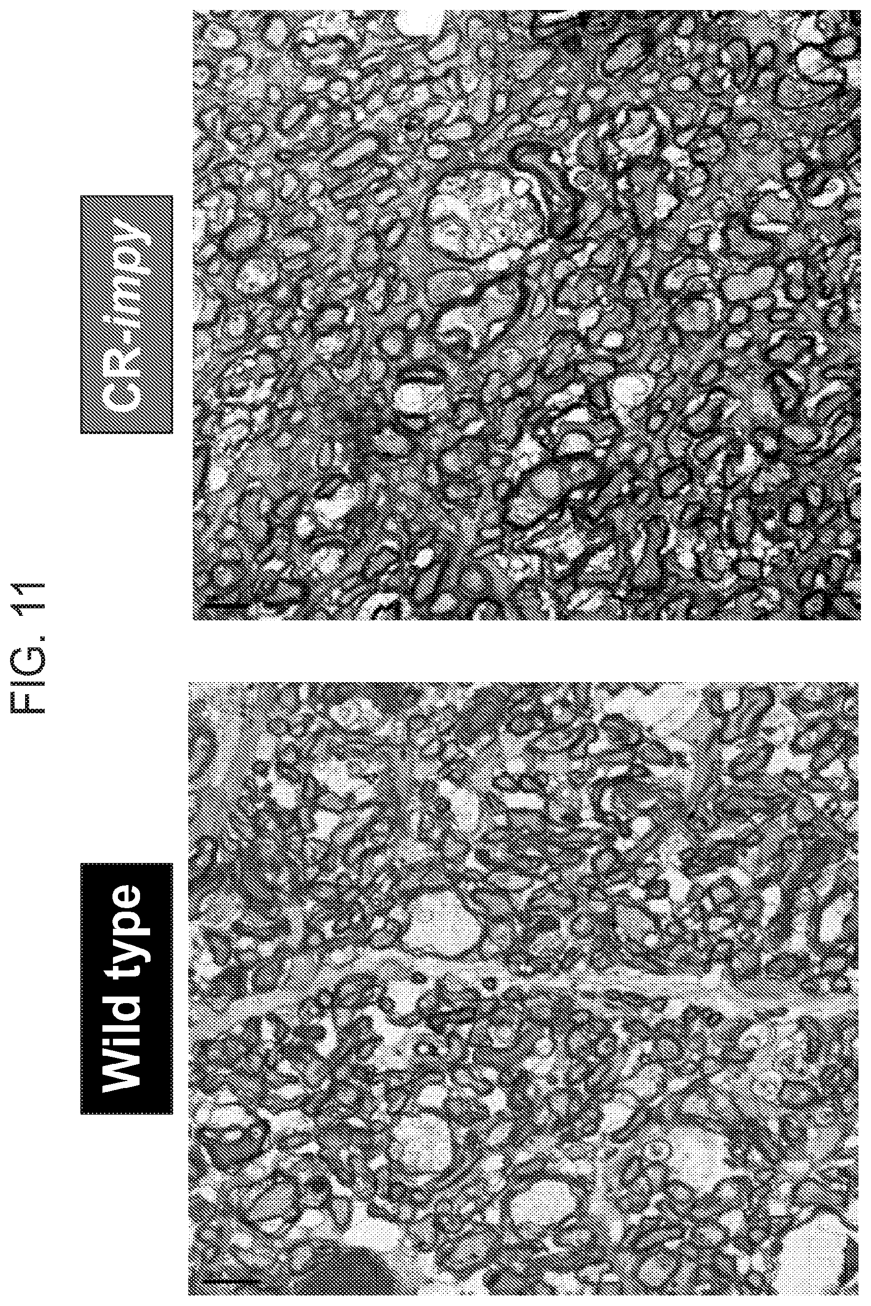 Patent US12612636 Figure 10 – Methods and compositions for enhancing functional myelin production