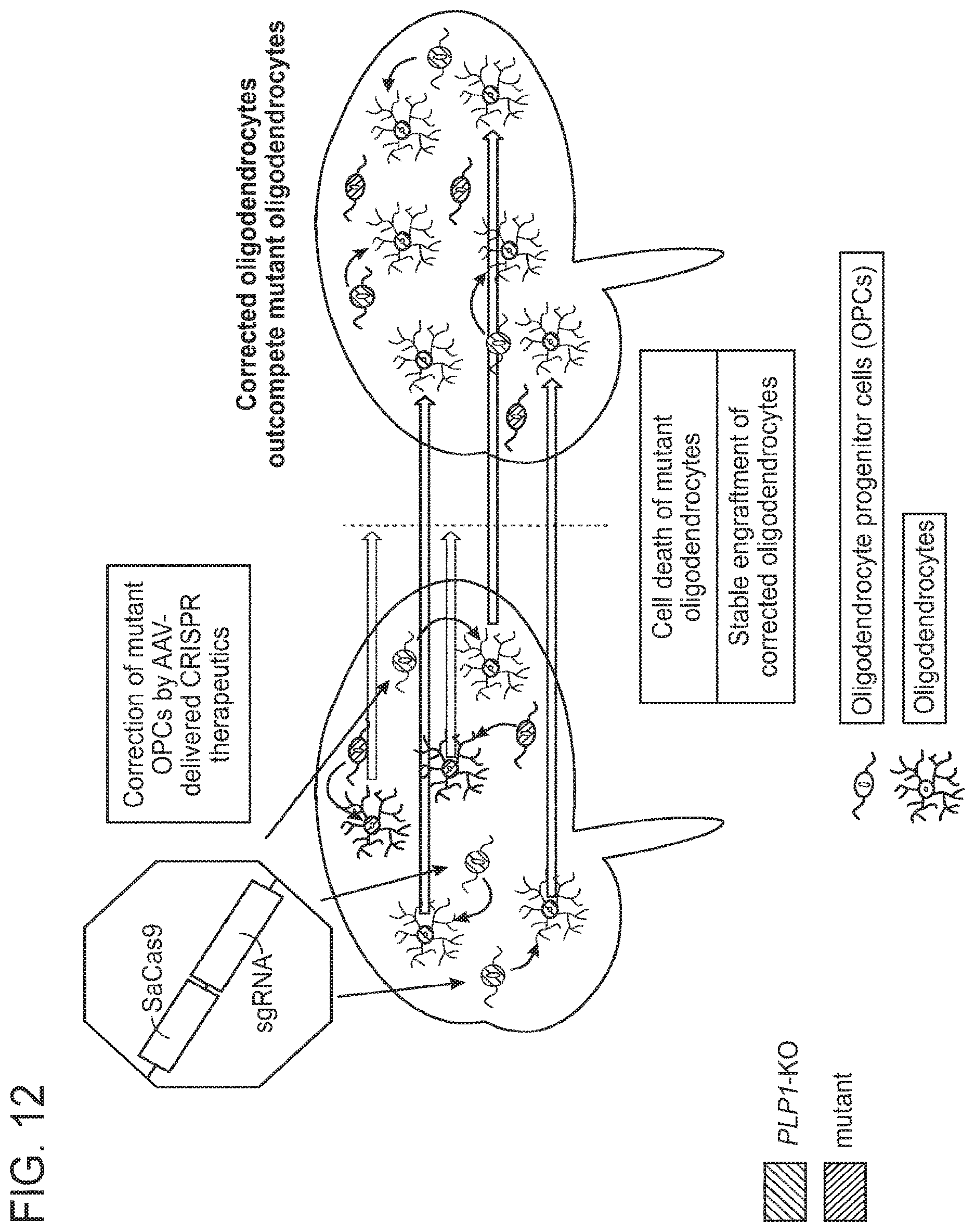 Patent US12612636 Figure 11 – Methods and compositions for enhancing functional myelin production