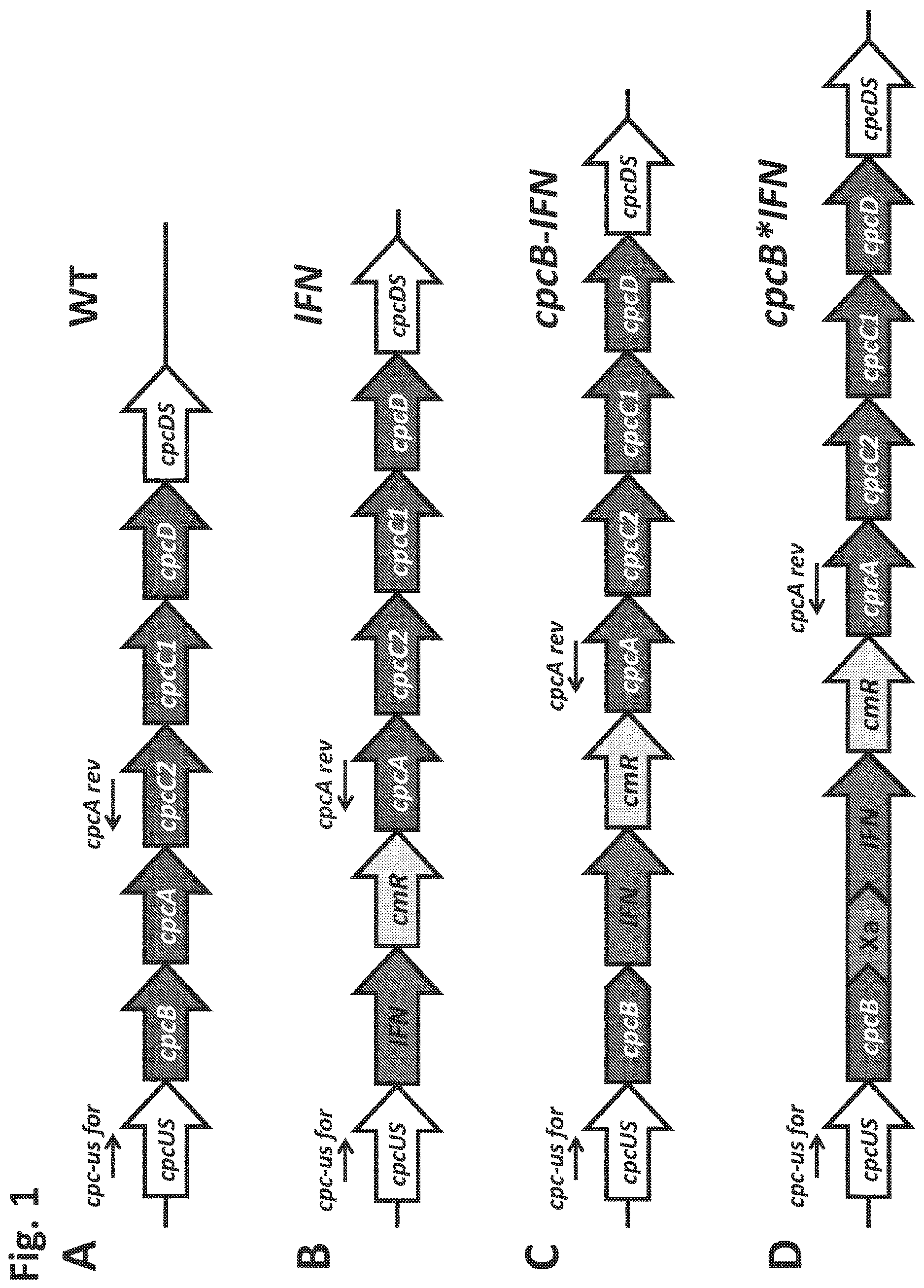 Patent US12612638 Figure 1 – Fusion constructs to express biopharmaceutical polypeptides in cyanobacteria