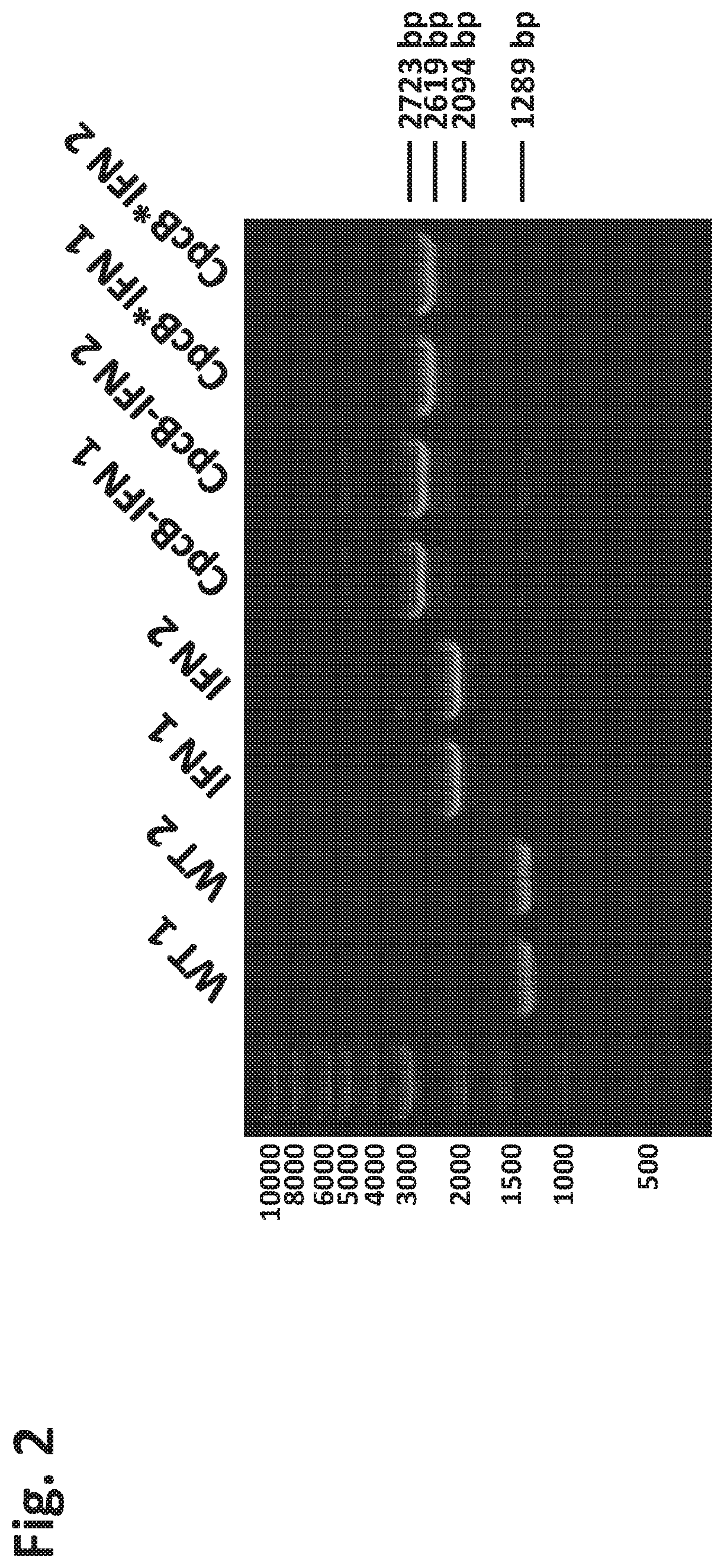 Patent US12612638 Figure 2 – Fusion constructs to express biopharmaceutical polypeptides in cyanobacteria