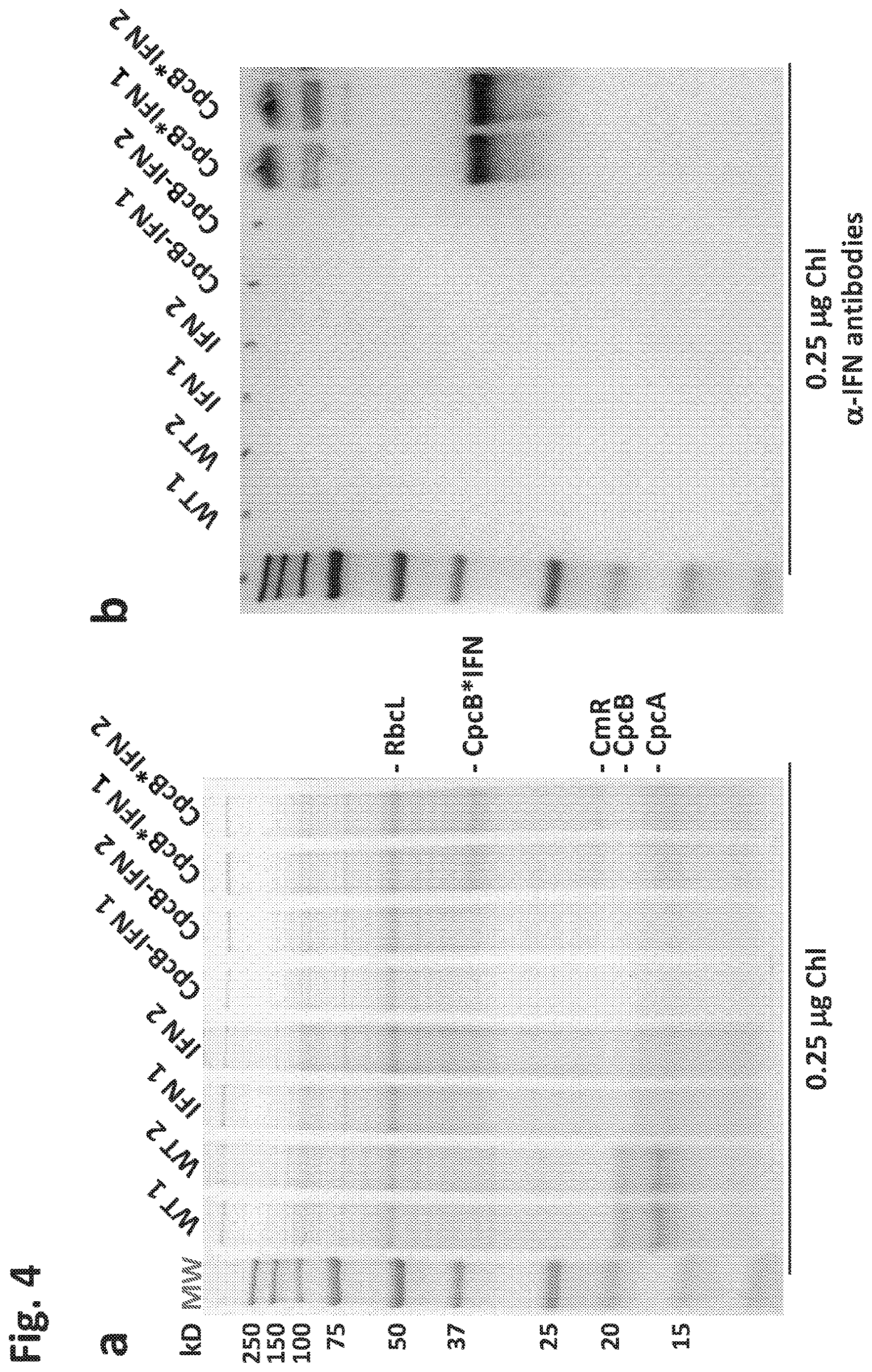 Patent US12612638 Figure 4 – Fusion constructs to express biopharmaceutical polypeptides in cyanobacteria