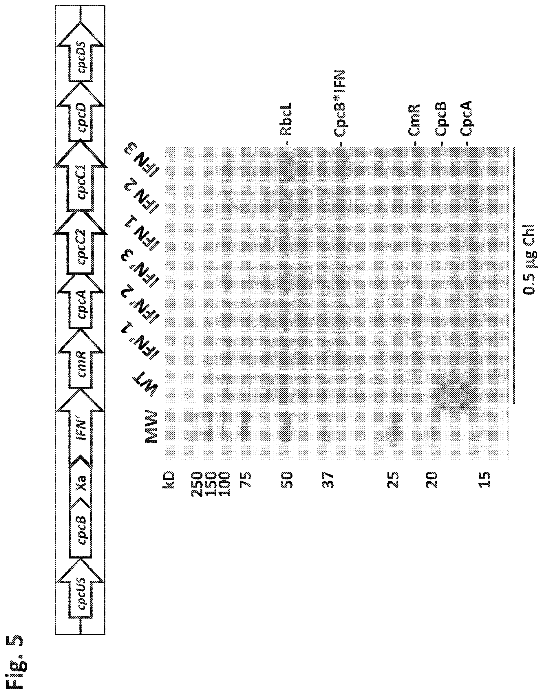 Patent US12612638 Figure 5 – Fusion constructs to express biopharmaceutical polypeptides in cyanobacteria