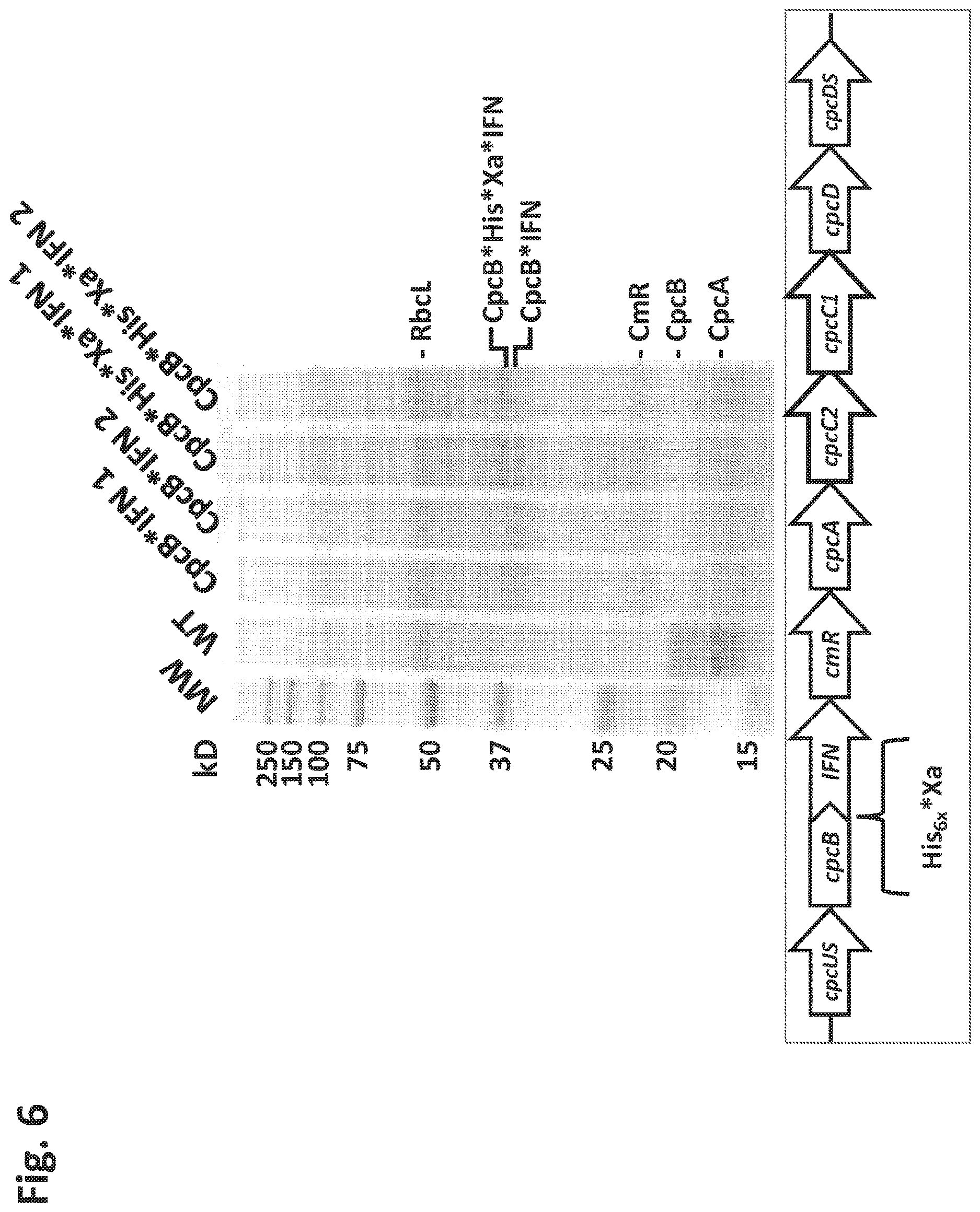 Patent US12612638 Figure 6 – Fusion constructs to express biopharmaceutical polypeptides in cyanobacteria