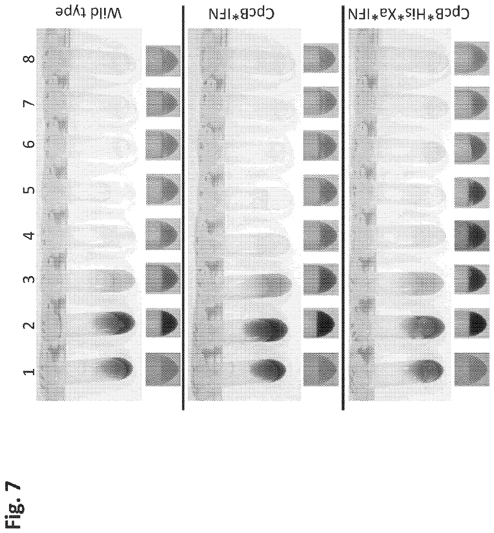 Patent US12612638 Figure 7 – Fusion constructs to express biopharmaceutical polypeptides in cyanobacteria