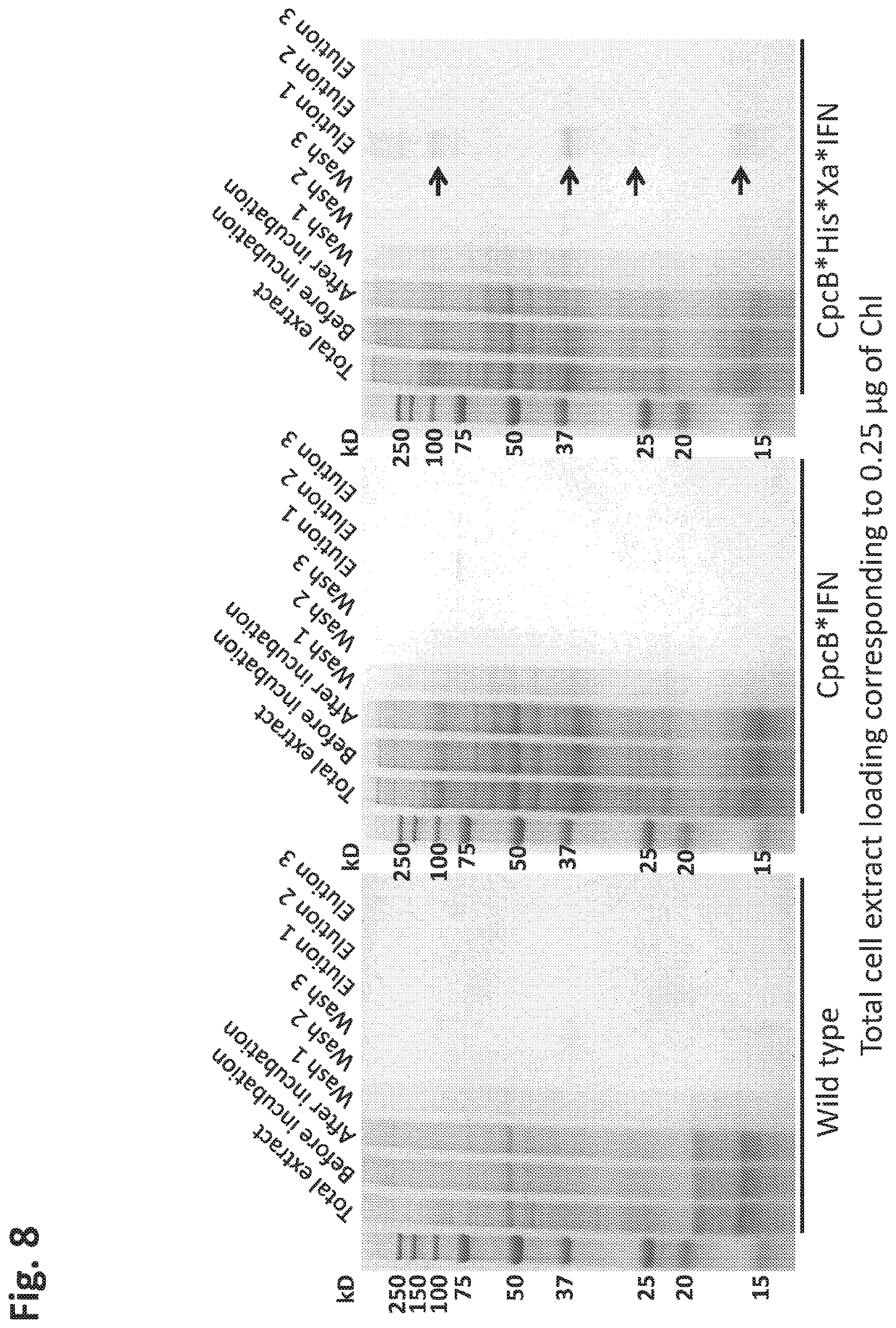 Patent US12612638 Figure 8 – Fusion constructs to express biopharmaceutical polypeptides in cyanobacteria