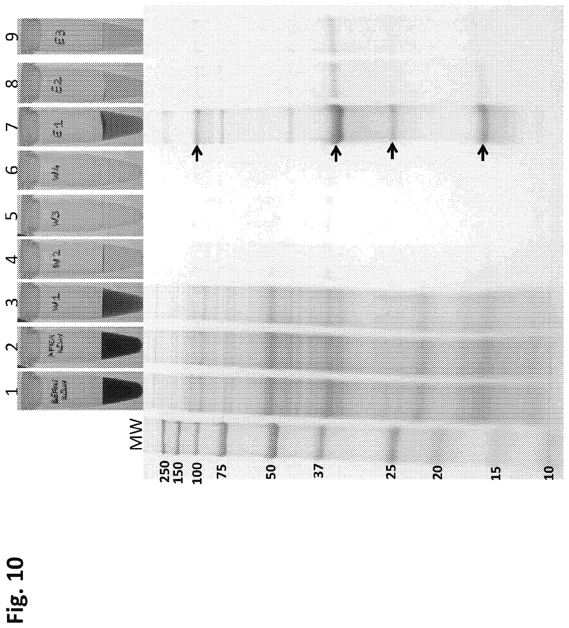 Patent US12612638 Figure 10 – Fusion constructs to express biopharmaceutical polypeptides in cyanobacteria