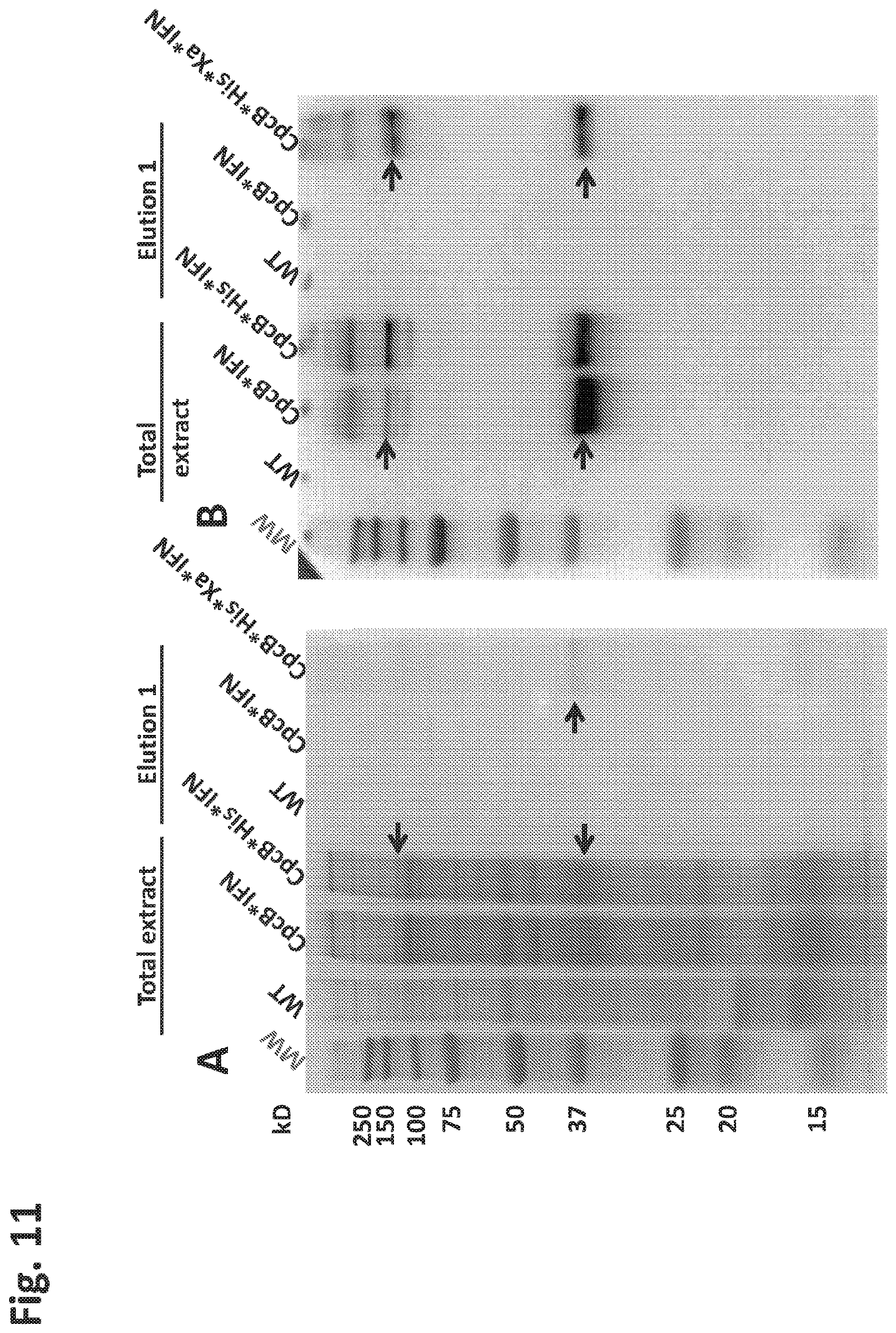 Patent US12612638 Figure 11 – Fusion constructs to express biopharmaceutical polypeptides in cyanobacteria