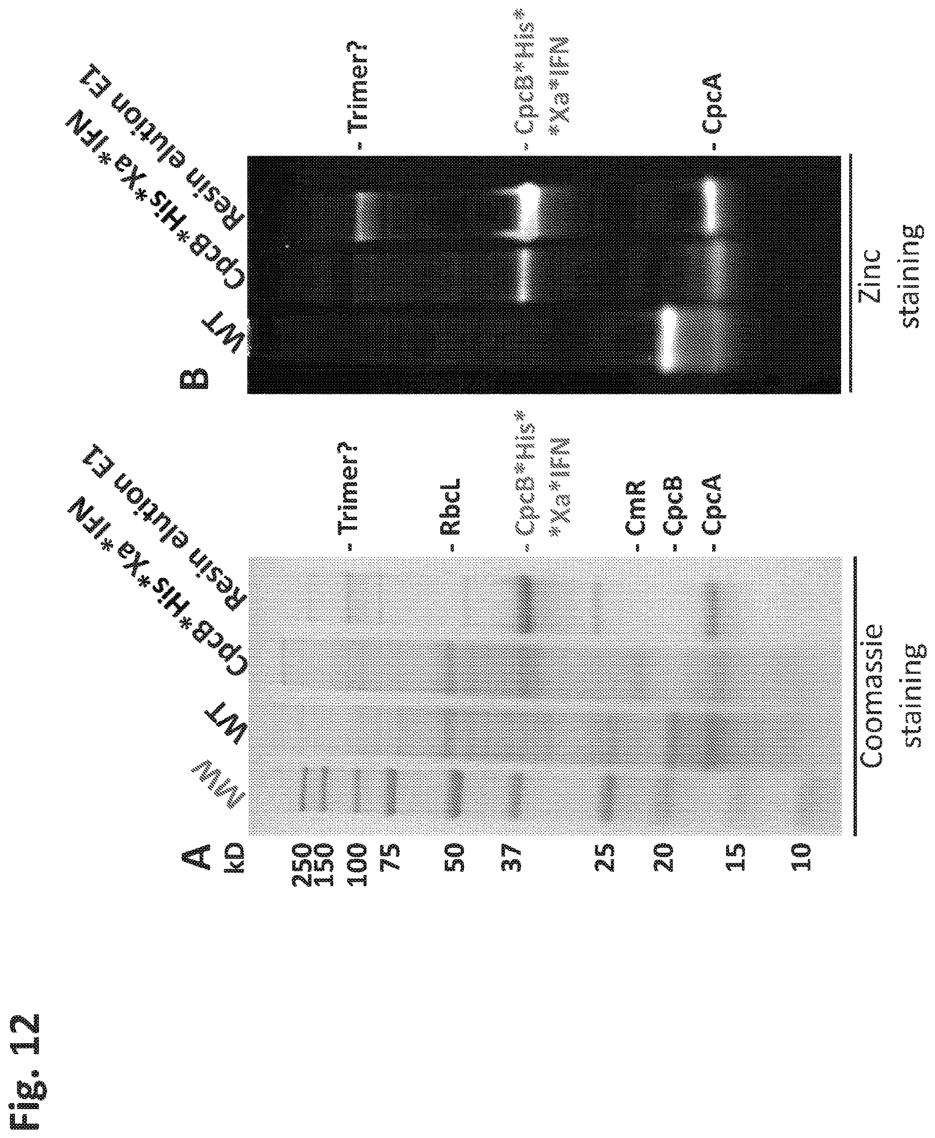 Patent US12612638 Figure 12 – Fusion constructs to express biopharmaceutical polypeptides in cyanobacteria