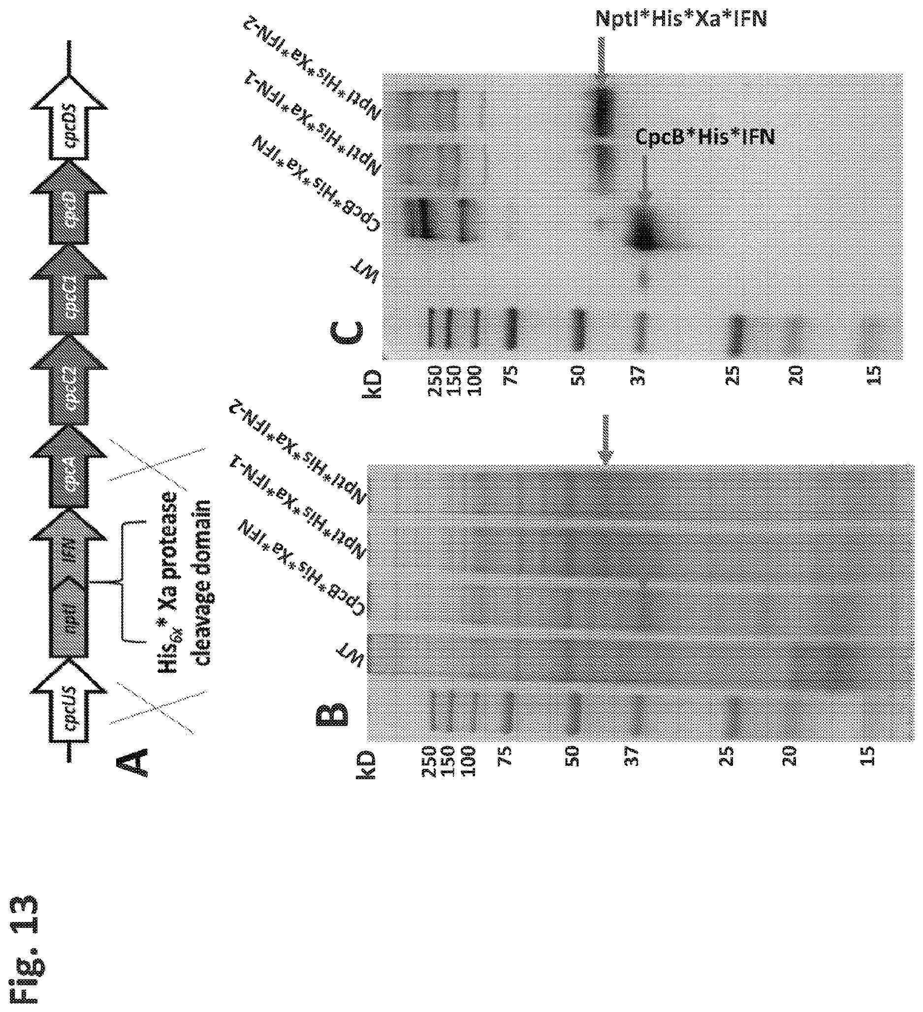Patent US12612638 Figure 13 – Fusion constructs to express biopharmaceutical polypeptides in cyanobacteria