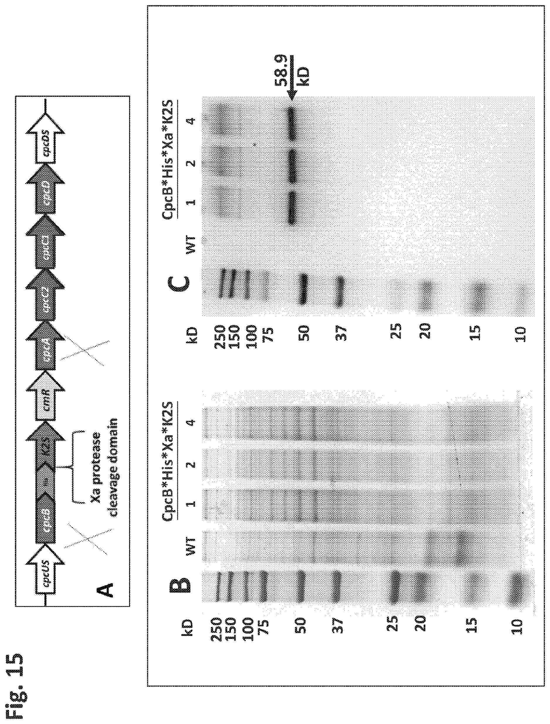 Patent US12612638 Figure 15 – Fusion constructs to express biopharmaceutical polypeptides in cyanobacteria