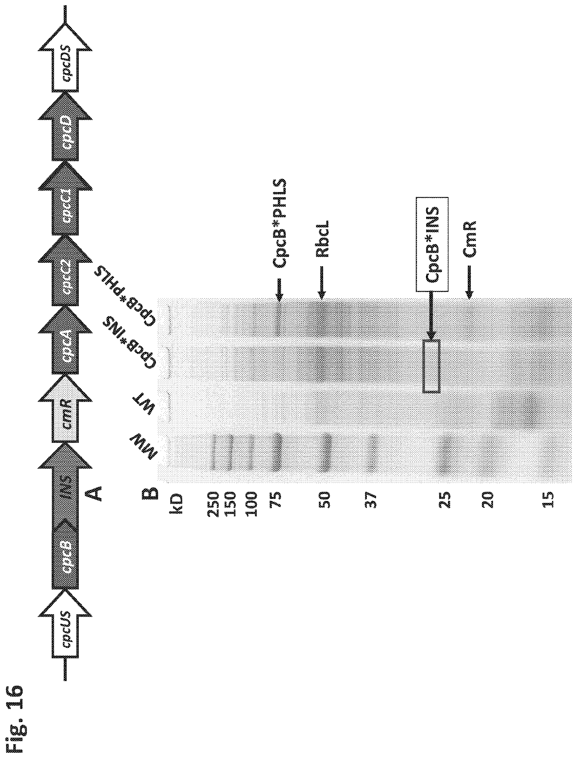 Patent US12612638 Figure 16 – Fusion constructs to express biopharmaceutical polypeptides in cyanobacteria
