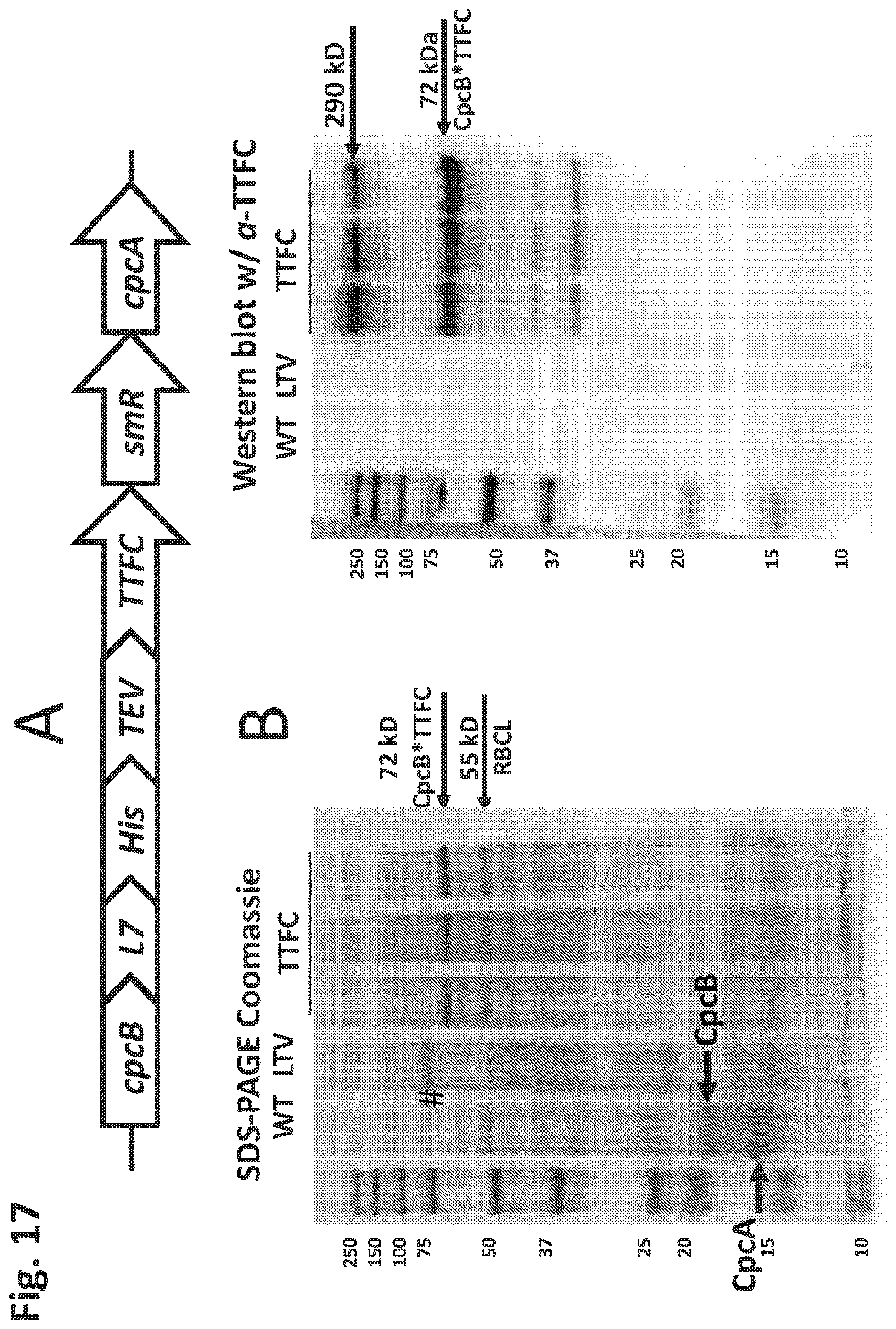 Patent US12612638 Figure 17 – Fusion constructs to express biopharmaceutical polypeptides in cyanobacteria