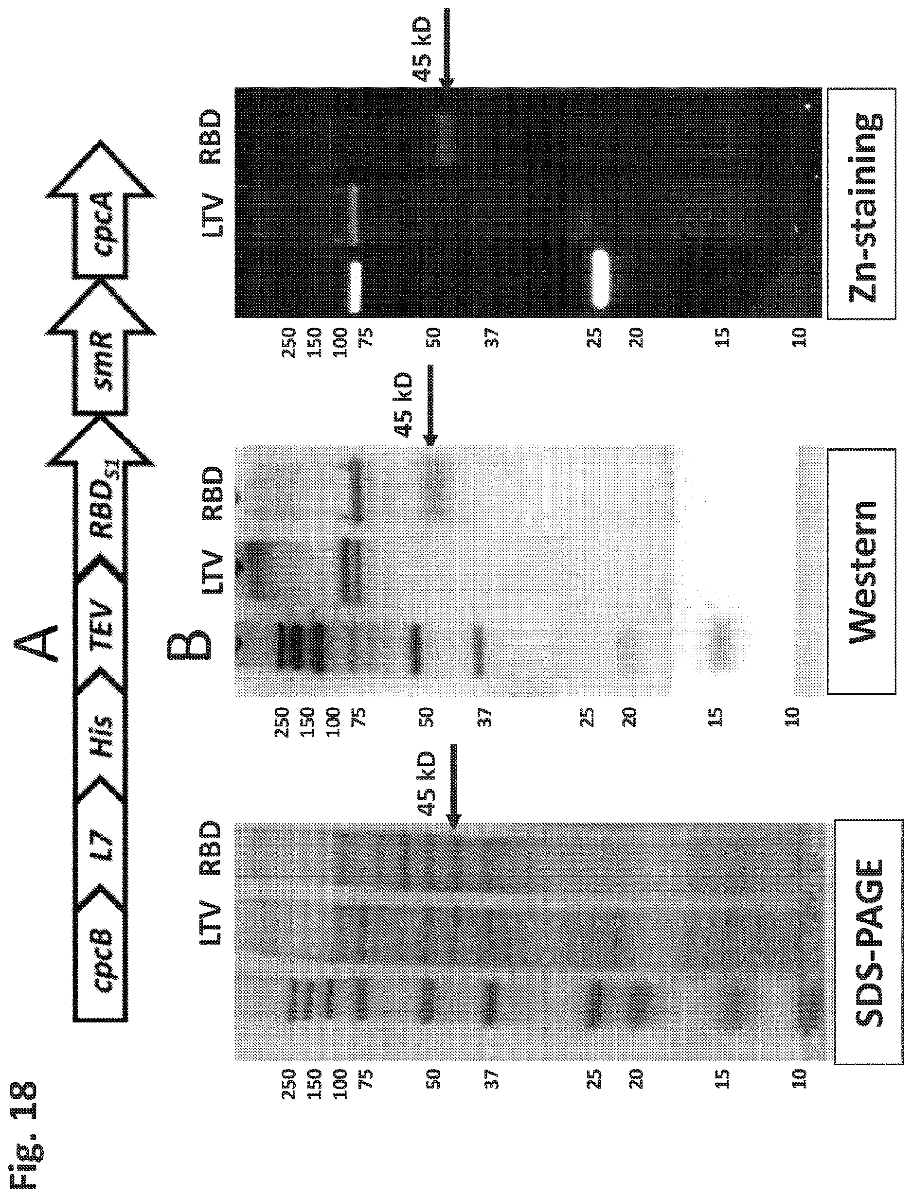 Patent US12612638 Figure 18 – Fusion constructs to express biopharmaceutical polypeptides in cyanobacteria