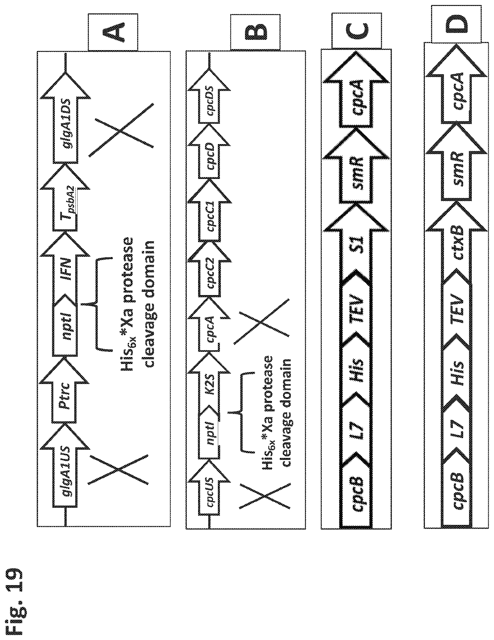 Patent US12612638 Figure 19 – Fusion constructs to express biopharmaceutical polypeptides in cyanobacteria