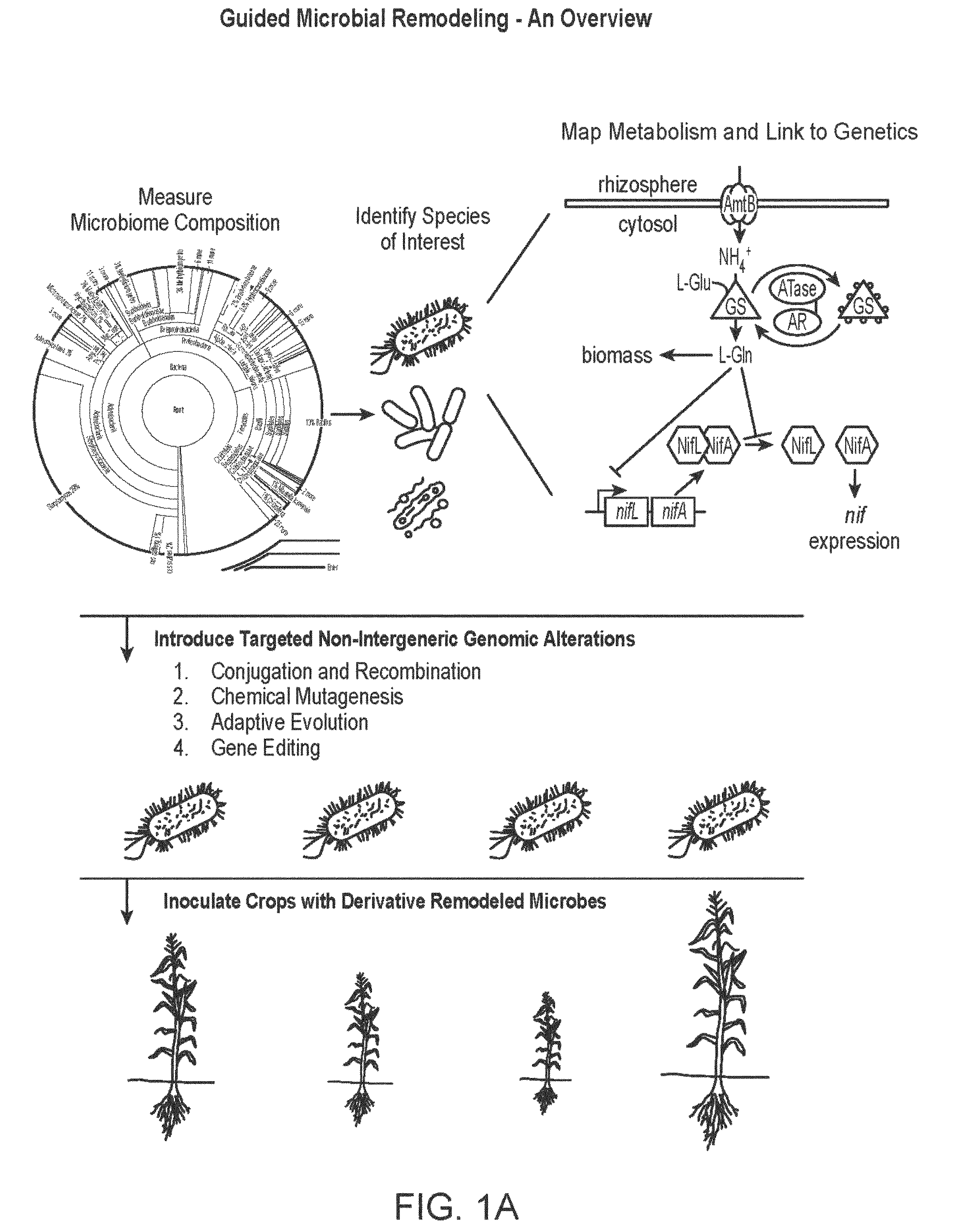 Patent US12612639 Figure 1 – Guided microbial remodeling, a platform for the rational improvement of microbial species for agriculture