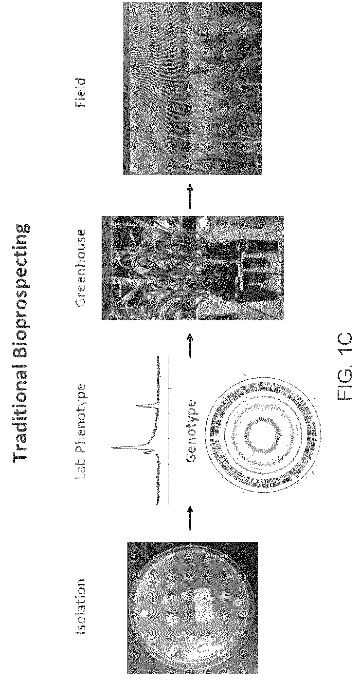 Patent US12612639 Figure 3 – Guided microbial remodeling, a platform for the rational improvement of microbial species for agriculture