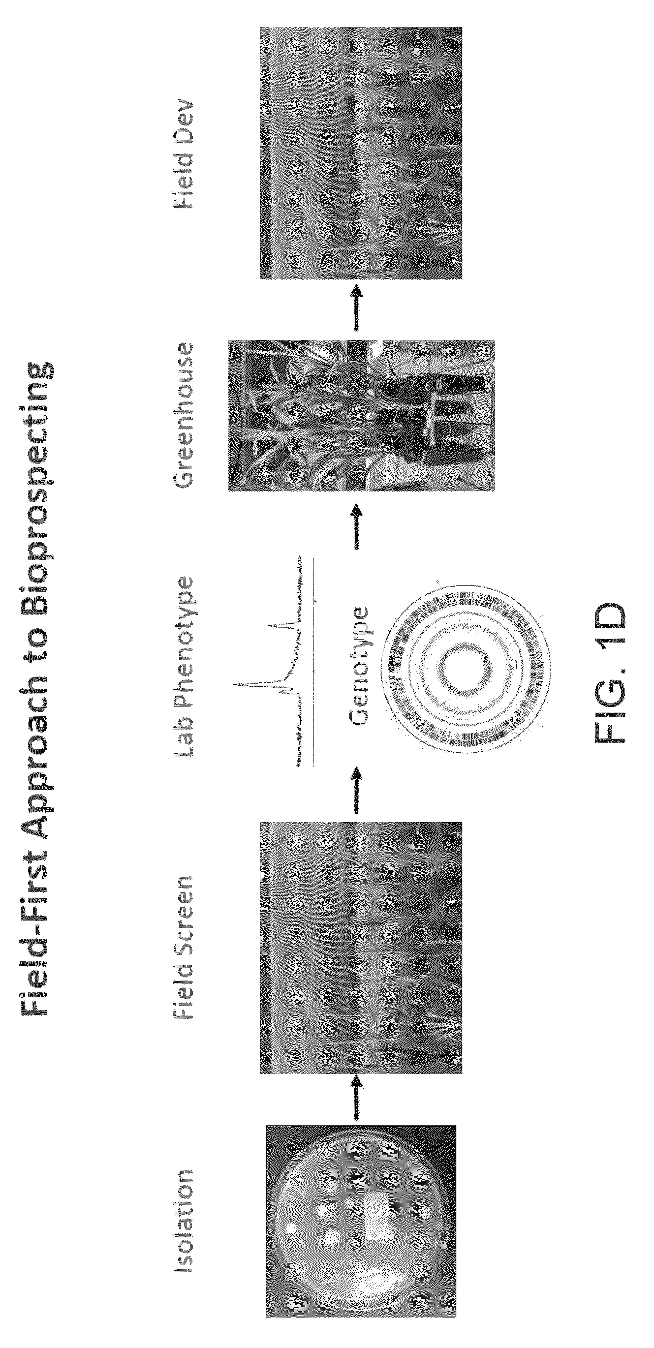Patent US12612639 Figure 4 – Guided microbial remodeling, a platform for the rational improvement of microbial species for agriculture